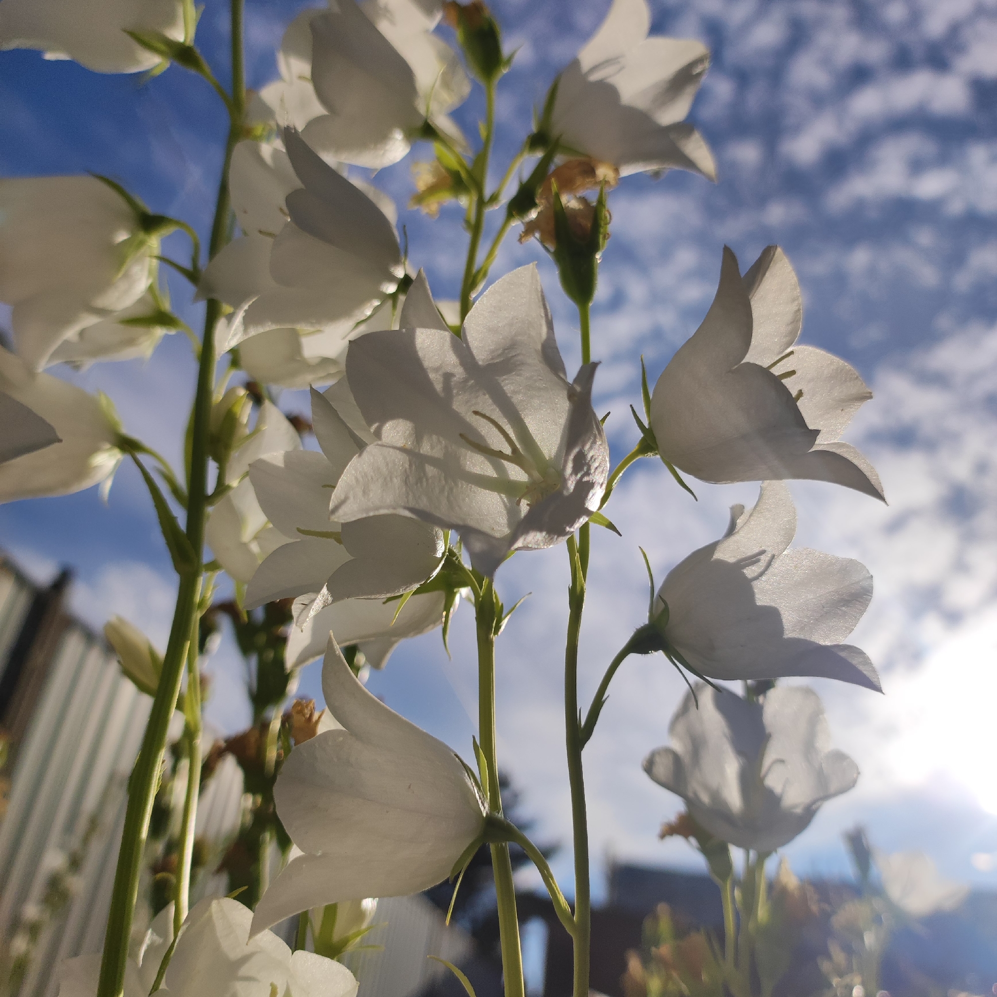 This media file captures a low-angle, close-up view of white bell-shaped flowers against a bright blue sky dotted with white, fluffy clouds. The flowers are the primary subjects, with their delicate petals illuminated by the sun, creating a translucent effect. Some flowers are in full bloom, while others appear as buds or are in various stages of opening. Thin green stems support the blooms, and hints of dried brown plant matter are also visible.
The setting appears to be outdoors, with a glimpse of a light-colored fence or wall in the background on the left side, suggesting a garden or yard. The bright sunlight and visible lens flare indicate it is daytime, likely during the sunnier hours. The clear blue sky and scattered clouds suggest fair weather.
There is no visible text in the image. The focus on the flowers and the bright, natural lighting evoke a sense of peace and natural beauty. The upward perspective draws the viewer's eye towards the sky, emphasizing the flowers' relationship with the elements. The location context of Navoloki, Russia, is noted but not visually evident within the frame itself.