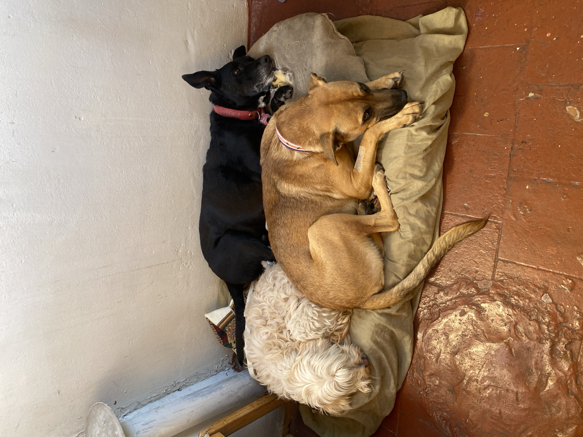 Three dogs are captured in a high-angle shot, resting cozily together indoors. At the top of the frame, a black dog with a red collar lies on its back or side, looking upwards with its head slightly raised and a white patch visible on its chest.
Snuggled closely beside the black dog is a medium-sized tan or light brown dog, wearing a striped collar. This dog is curled up on its side, appearing to be fast asleep, with its face mostly obscured but one eye slightly visible, and its paws tucked in. Its tail extends towards the bottom right of the frame.
Partially obscured beneath the tan dog and a crumpled, light olive green blanket or dog bed is a fluffy white or cream-colored dog, also curled up and seemingly in a deep sleep. The three dogs are nestled on the soft blanket, which is positioned against a light-colored, textured wall on the left side of the image.
The floor is a reddish-brown, highly textured surface, possibly concrete or tiled, with scattered white specks and irregularities. The wall shows signs of age and wear, with minor blemishes and potential peeling paint near the base. A small, patterned cushion or pillow is visible beneath the black dog's hindquarters. In the bottom left corner, part of a wooden frame and a round, light-colored object on the floor are visible.
The scene conveys a sense of peaceful slumber and close companionship among the dogs. The lighting suggests an indoor setting with ambient light. No text is visible in the image.