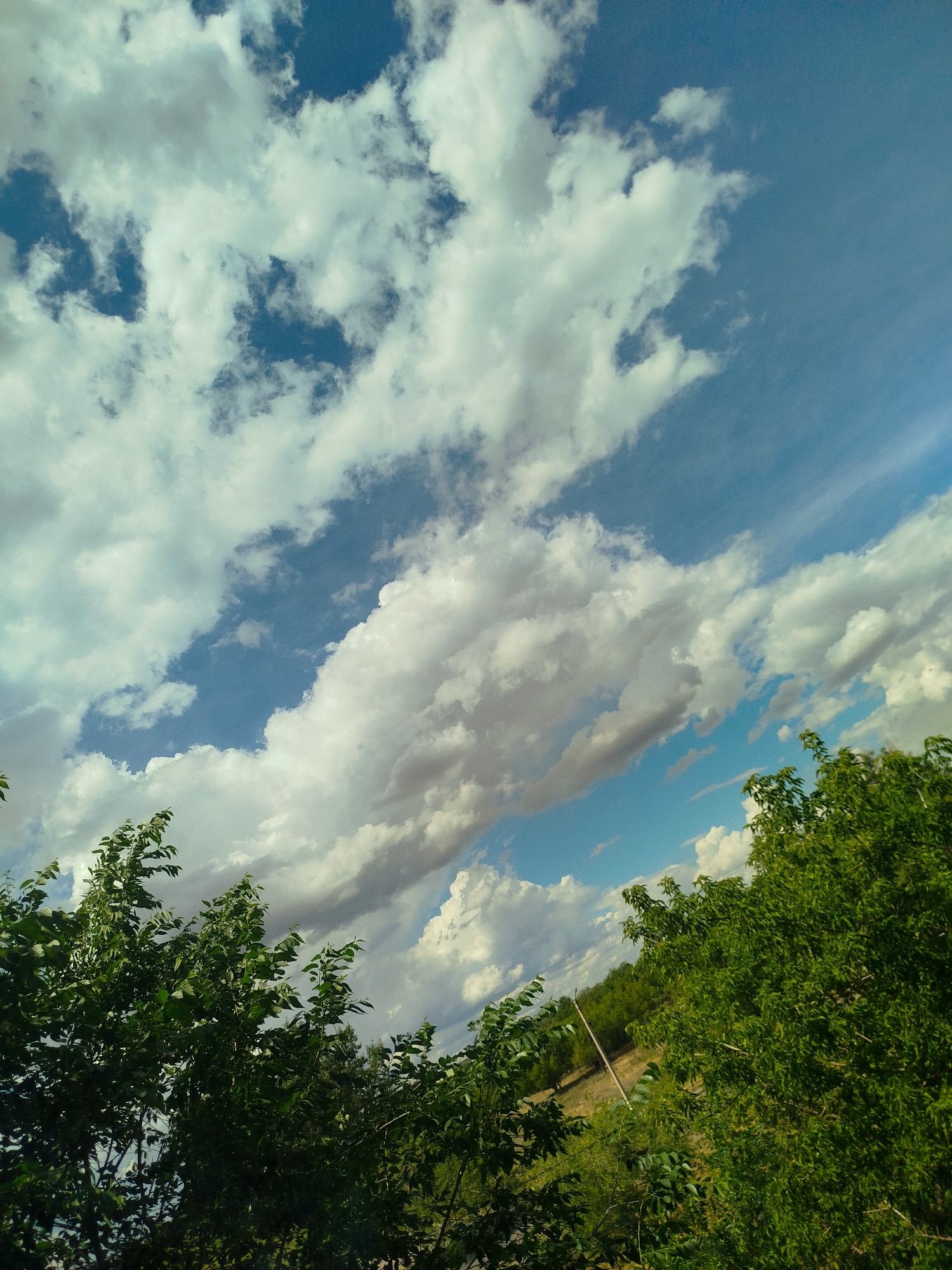 The image captures a dynamic sky filled with a mix of fluffy white and darker, more textured clouds, set against a vibrant blue backdrop. The clouds are scattered across the frame, creating a sense of depth and movement. In the foreground and along the bottom edge of the image, lush green trees with dense foliage are visible, some extending upwards into the sky. The leaves are a rich green, indicating a healthy, natural environment. A thin, pale pole or stake is visible in the middle ground, leaning slightly, suggesting some form of demarcation or support in an outdoor setting. The overall scene is one of nature, with a focus on the interplay of the sky and the vegetation. The location is described as Unknown, Unknown.