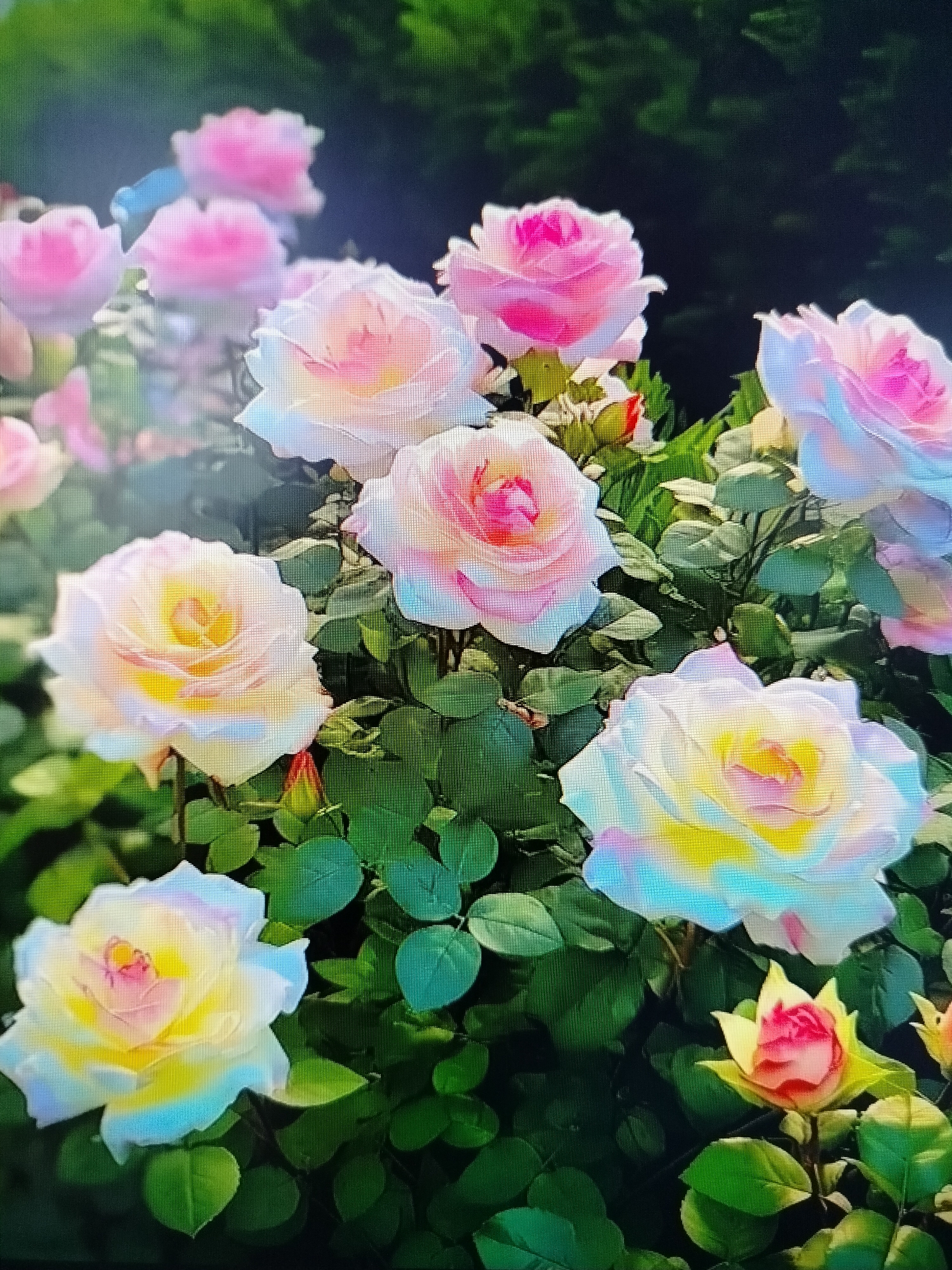 The image depicts a close-up, high-angle view of a cluster of roses with variegated petals. The roses exhibit a gradient of colors, transitioning from a creamy yellow at the center to shades of pink and white towards the edges. Some roses also show hints of blue and light purple. The petals are layered and appear soft and delicate. The foliage surrounding the roses is a vibrant green, with some leaves slightly out of focus. The background is dark and indistinct, suggesting a shaded or dimly lit area. The image quality is somewhat pixelated, indicating it might be a photograph taken with a digital device or a scan. There are no people or specific landmarks visible. The location is not specified within the image content itself.