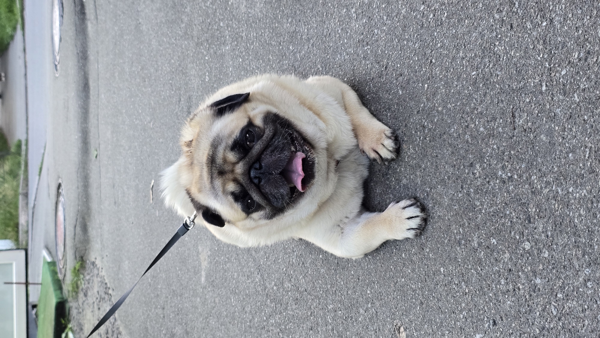 A pug dog lies on an asphalt surface, panting with its tongue out. The dog is tan with a black muzzle and ears. It is wearing a black leash attached to its collar. The background shows a sidewalk with some grass and what appear to be manhole covers. The environment suggests an outdoor urban setting, possibly in Kyiv, Ukraine, due to the presence of manhole covers commonly found in European cities. There are no people visible in the image.