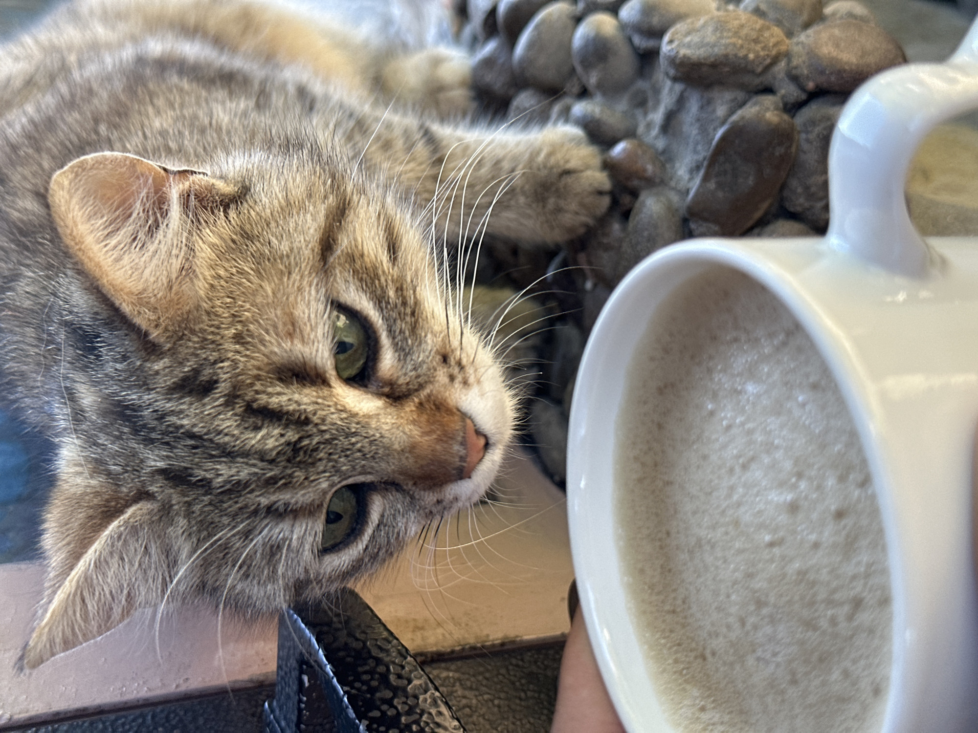A tan tabby cat is lying next to a white mug filled with a foamy tan liquid. The cat is positioned to the left of the mug, looking towards it. The cat is resting its paw on a surface that appears to be decorated with small rocks. The scene is captured at an eye-level perspective with shallow depth of field.