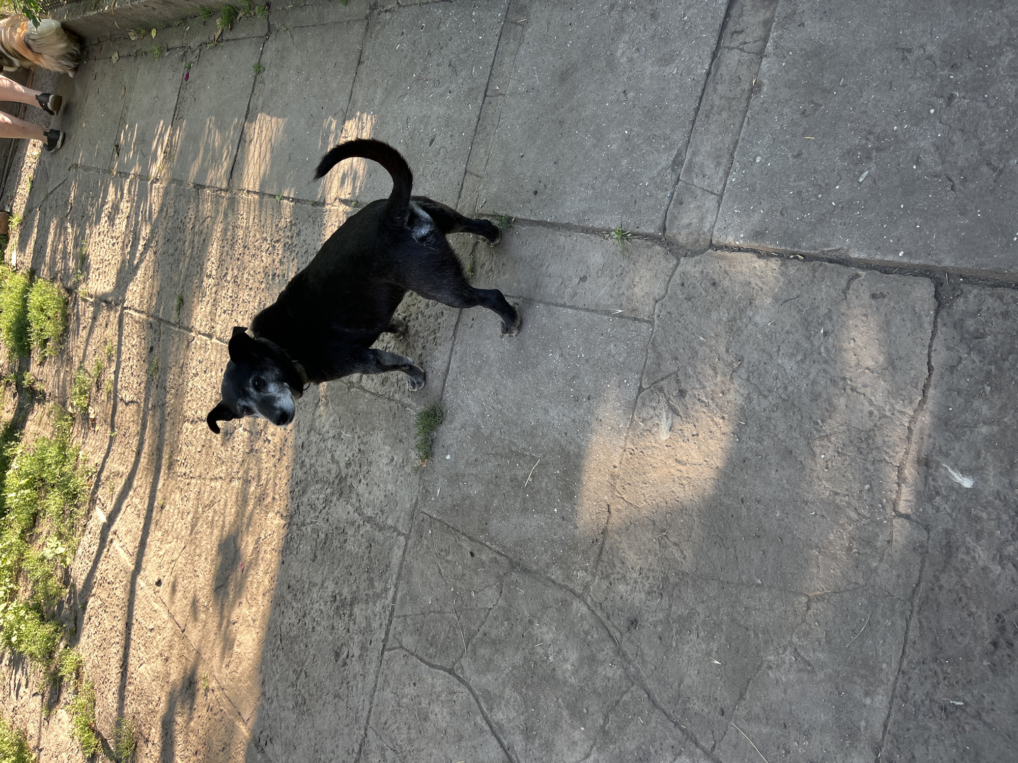The image depicts an outdoor scene on a paved walkway, likely a backyard or patio, with patchy grass and dirt areas bordering it. The walkway is made of large, irregular concrete slabs with visible cracks and lines, suggesting an older construction. Sunlight casts long shadows across the ground, indicating it is either early morning or late afternoon.
In the foreground, a medium-sized black dog with graying fur around its muzzle and eyes is standing. The dog is facing away from the camera, looking over its left shoulder. It has a curled tail and appears to be wearing a dark collar. The dog's fur is short, and its paws are visible on the concrete.
In the background, to the right of the frame, two human legs are visible. They are wearing dark shoes and light-colored trousers, indicating at least one person is present. A second dog, light brown and white with long fur, is partially visible next to the human legs. This second dog is facing away from the camera and appears to be a different breed from the black dog in the foreground.
The environment suggests a residential area. The presence of concrete, grass, and shadows are typical of an outdoor space associated with a home. There are no specific landmarks or indicators that pinpoint the location to Chernove, Ukraine. The scene is static and does not appear to capture any dynamic action.