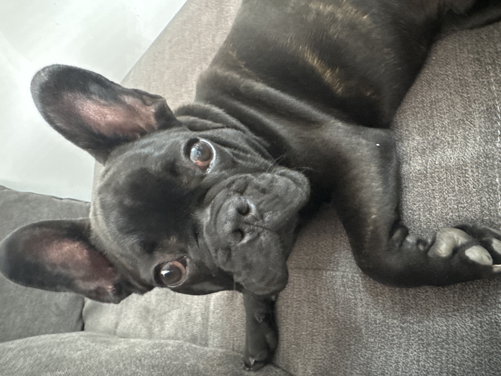 A brindle French Bulldog rests on a gray upholstered surface. The dog's body is mainly in the upper right of the frame. Its head is angled downward and to the left. The dog's ears are erect. The dog's eyes are brown. The dog's paw extends downward. The dog appears to be indoors. It is not possible to identify the location as Varna, Bulgaria from the provided image.