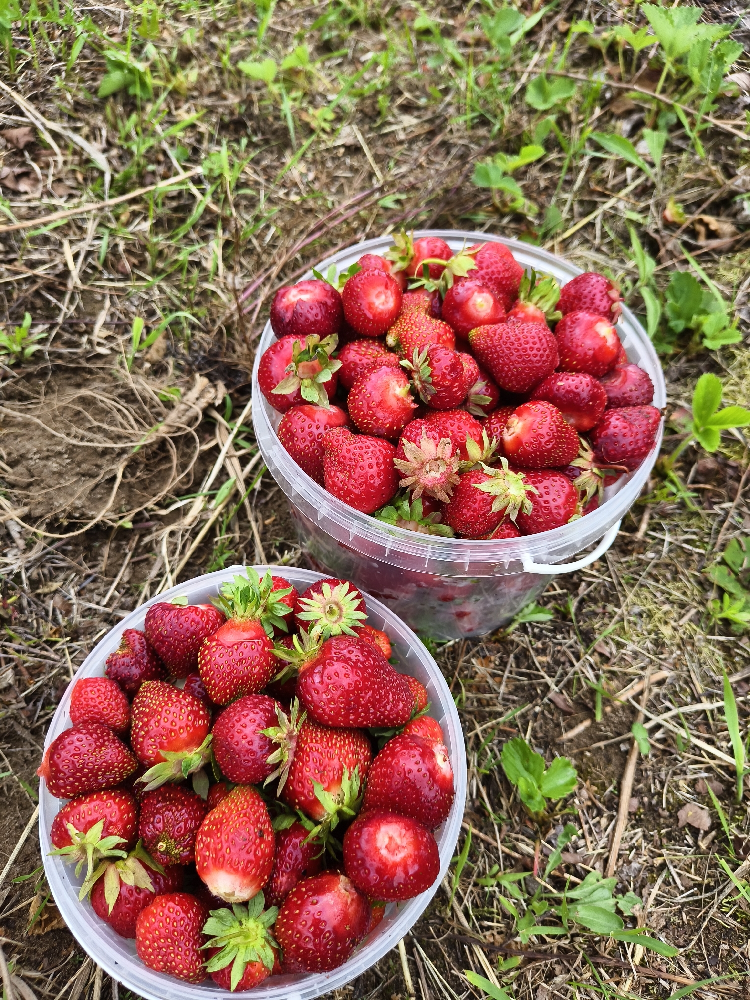 Two buckets overflowing with ripe strawberries are positioned on a grassy, outdoor surface. The buckets are clear plastic and appear to be standard grocery store containers. The strawberries are a vibrant red, with some showing green stems and leaves. The ground is covered in dry grass, dirt, and some sparse green vegetation. The lighting suggests it is daytime, likely outdoors in a garden or field.