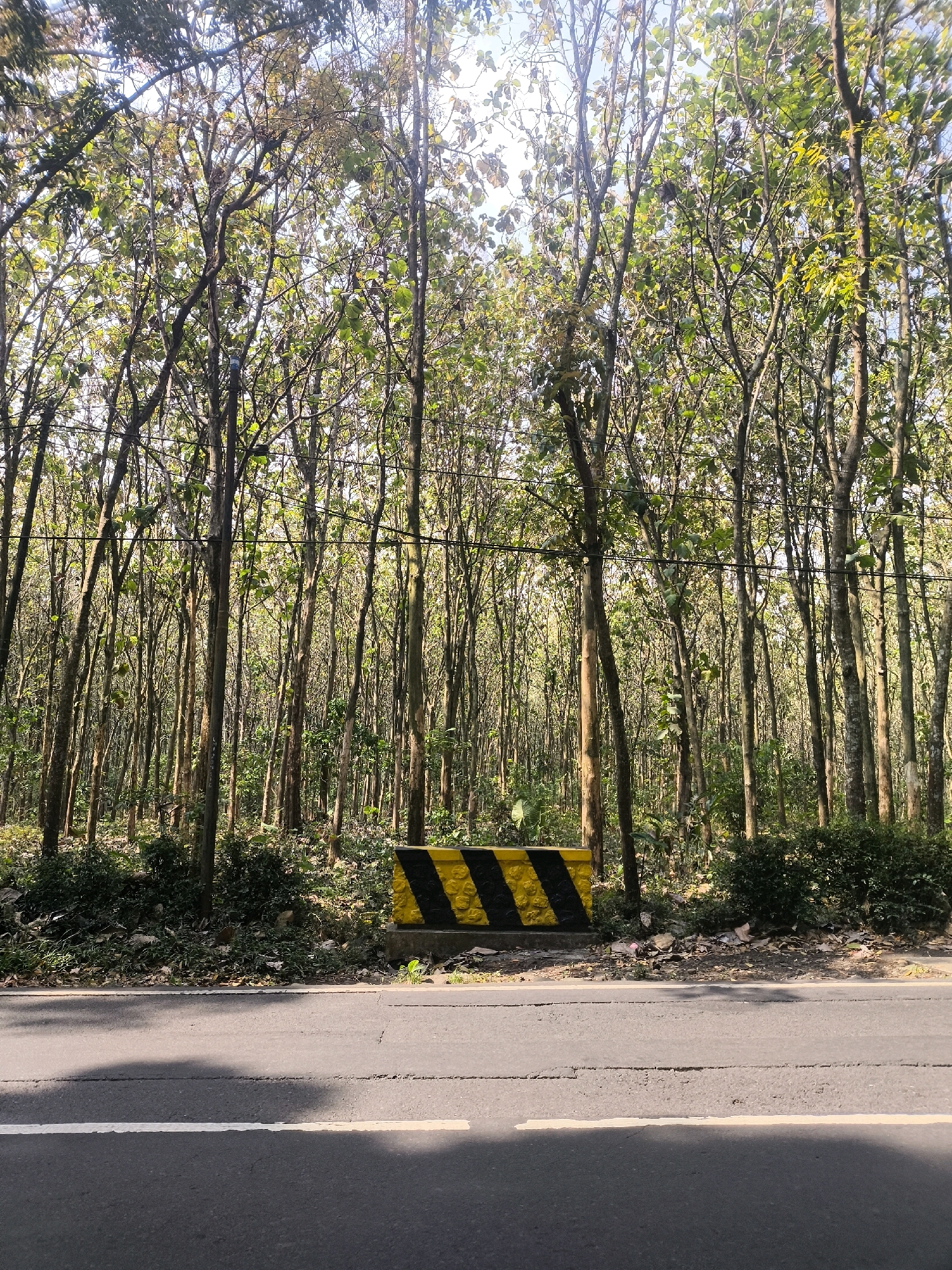 The image depicts a road in Senduro, Indonesia, bordered by a dense forest of tall, slender trees. The road is paved and has a white line marking its center. In the foreground, shadows from the trees are cast across the asphalt. On the right side of the road, a yellow and black striped barrier is visible, suggesting a potential hazard or demarcation. The forest floor is covered with undergrowth and fallen leaves. Power lines are strung between some of the trees. The overall scene is natural and rural.