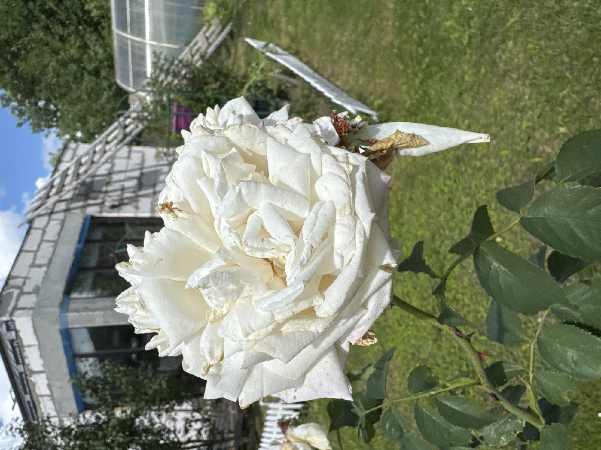 In Земледелец-90 Спк, Russia, a close-up shot focuses on a large, white rose in the foreground. The rose appears to be wilting, with some petals dried and browning, while others retain their fresh white color. The background reveals a sunlit outdoor environment. To the left, a partially constructed white brick building is visible, featuring blue trim around windows and what appears to be roofing material. A wooden ladder leans against the side of the building, and beyond that, a greenhouse with a transparent, arched roof is present. Green grass covers the ground, with a white picket fence visible behind the rose. Trees and foliage are scattered throughout the scene, suggesting a rural or semi-rural setting. The sky is bright blue with scattered white clouds.