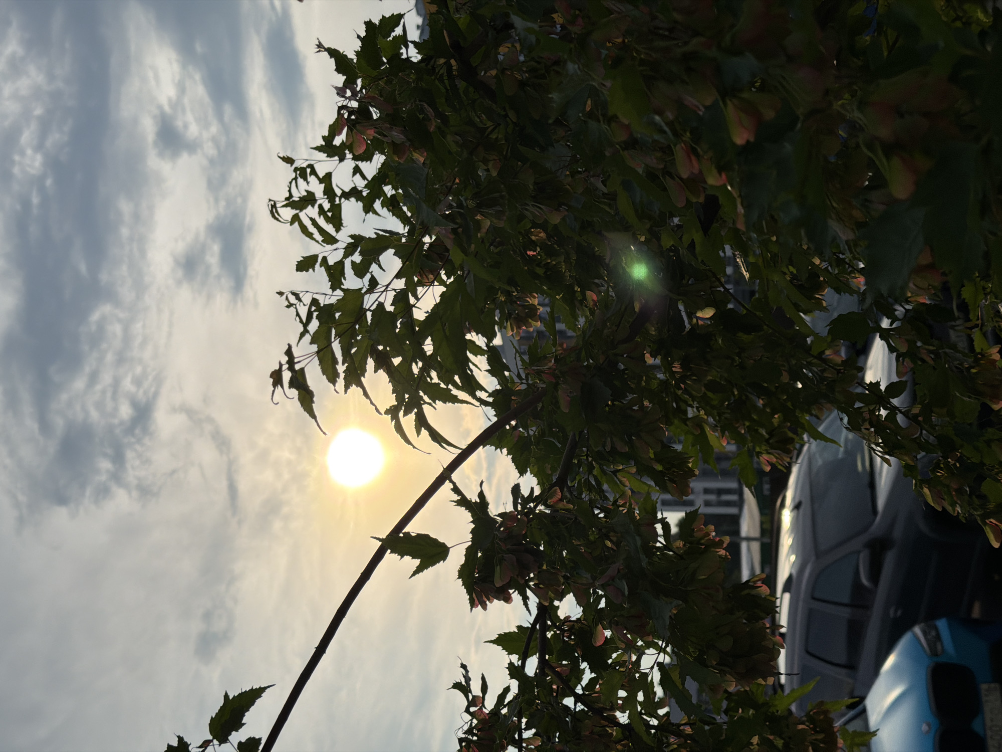 In an urban setting, a bright sun peeks through scattered clouds, casting a warm glow in the sky. In the foreground, the leaves and seeds of a tree create a silhouette against the bright sky, obscuring a portion of the view. Behind the tree, several cars are parked. One car, a dark SUV, is visible in the middle ground, while a light blue car is partially visible in the foreground on the left. Buildings are visible in the background. The lighting suggests it is either early morning or late afternoon.