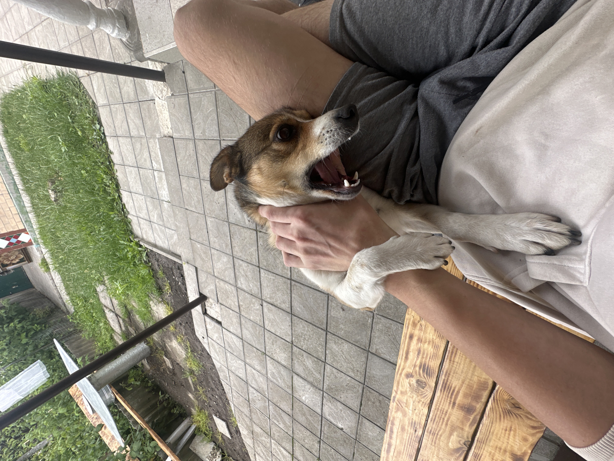 The image shows a close-up view of a person's legs and arm holding a dog. The dog, a medium-sized mixed breed with brown and white fur, is being held with its mouth open, appearing to be playful or yawning. The person's arm is resting on the dog's head, and their legs are covered in gray shorts. The background suggests an outdoor setting, possibly a backyard or patio area. Paved tiles form the ground, and some greenery and a wooden bench are visible. The scene is likely in the city of Makiv, Ukraine, given the context provided.
