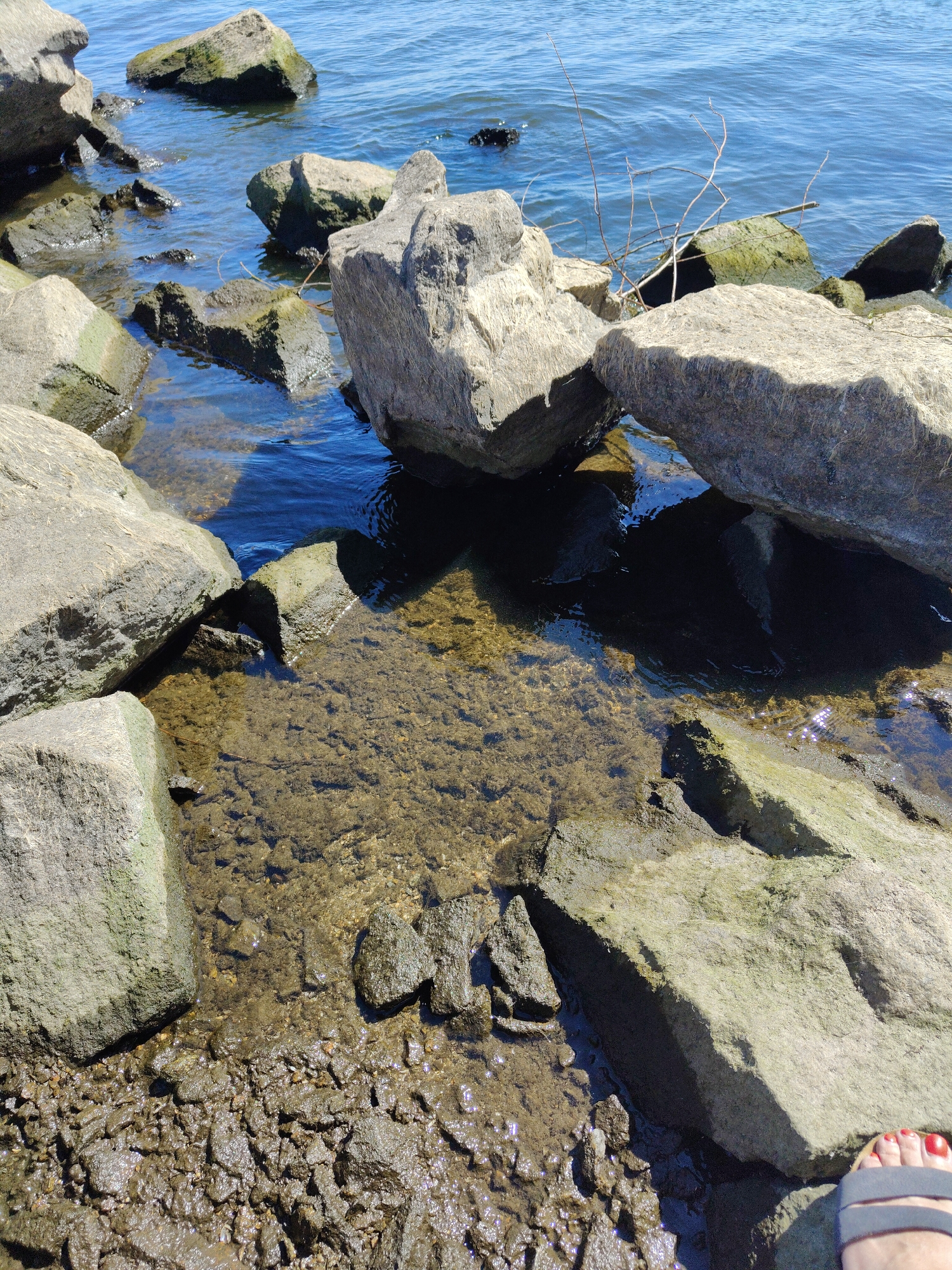 The image shows a rocky shoreline with clear blue water. Large, gray rocks are scattered along the edge of the water, with some partially submerged. The water is shallow near the shore, allowing the rocky bottom to be visible. Sunlight reflects off the water's surface, creating bright sparkles. In the foreground, a person's foot wearing a sandal with red-painted toenails is visible on the rocky ground. The overall scene depicts a natural outdoor environment.