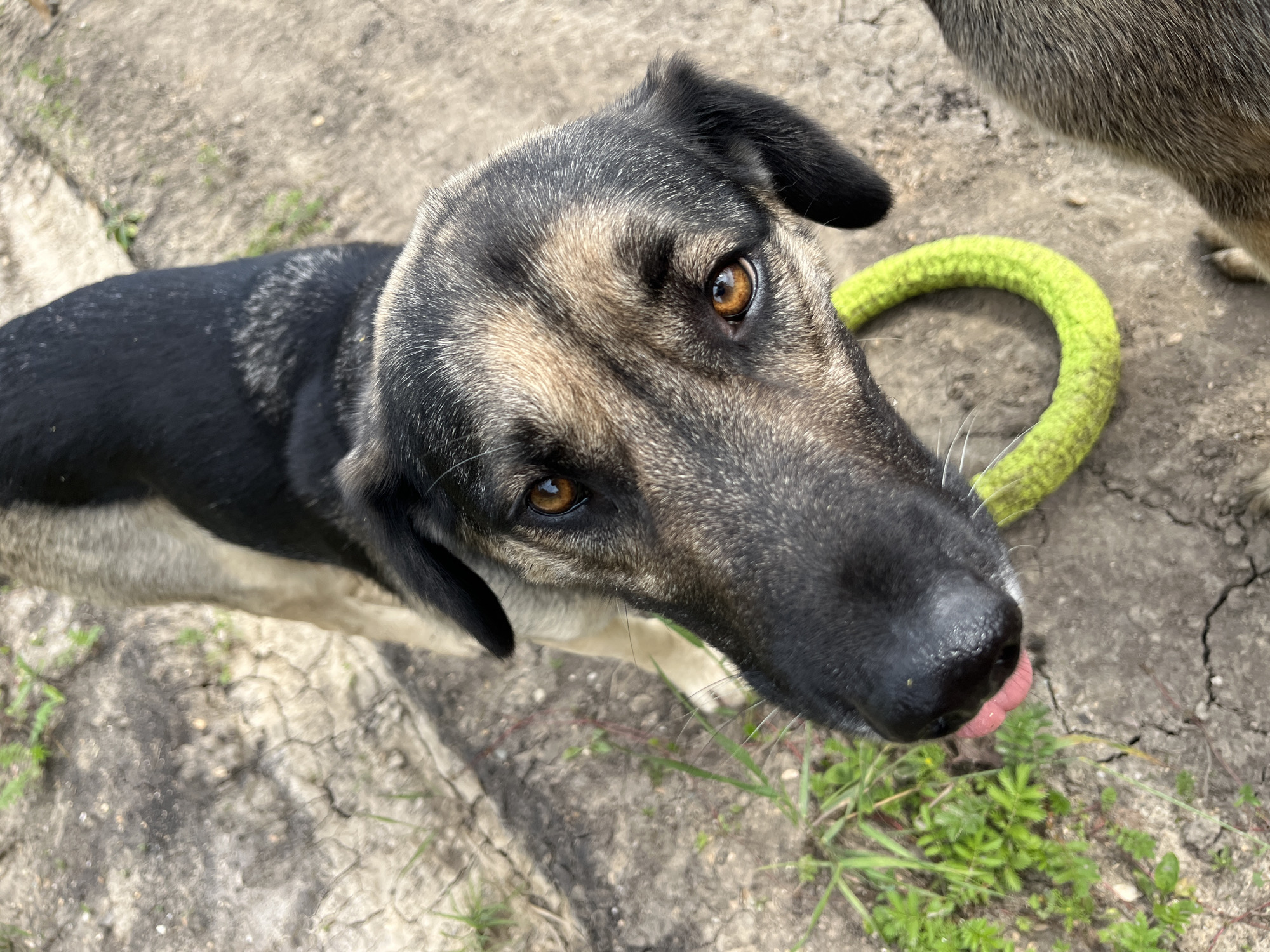A German Shepherd dog, with black and tan fur, is looking directly at the camera, holding a bright green, circular toy in its mouth. The dog's tongue is slightly visible, and its eyes are a warm brown. The scene appears to be outdoors, with cracked concrete and patches of green grass visible in the background. The overall lighting suggests a sunny day. There is no visible indication of the location being in Nizhny Tagil, Russia.