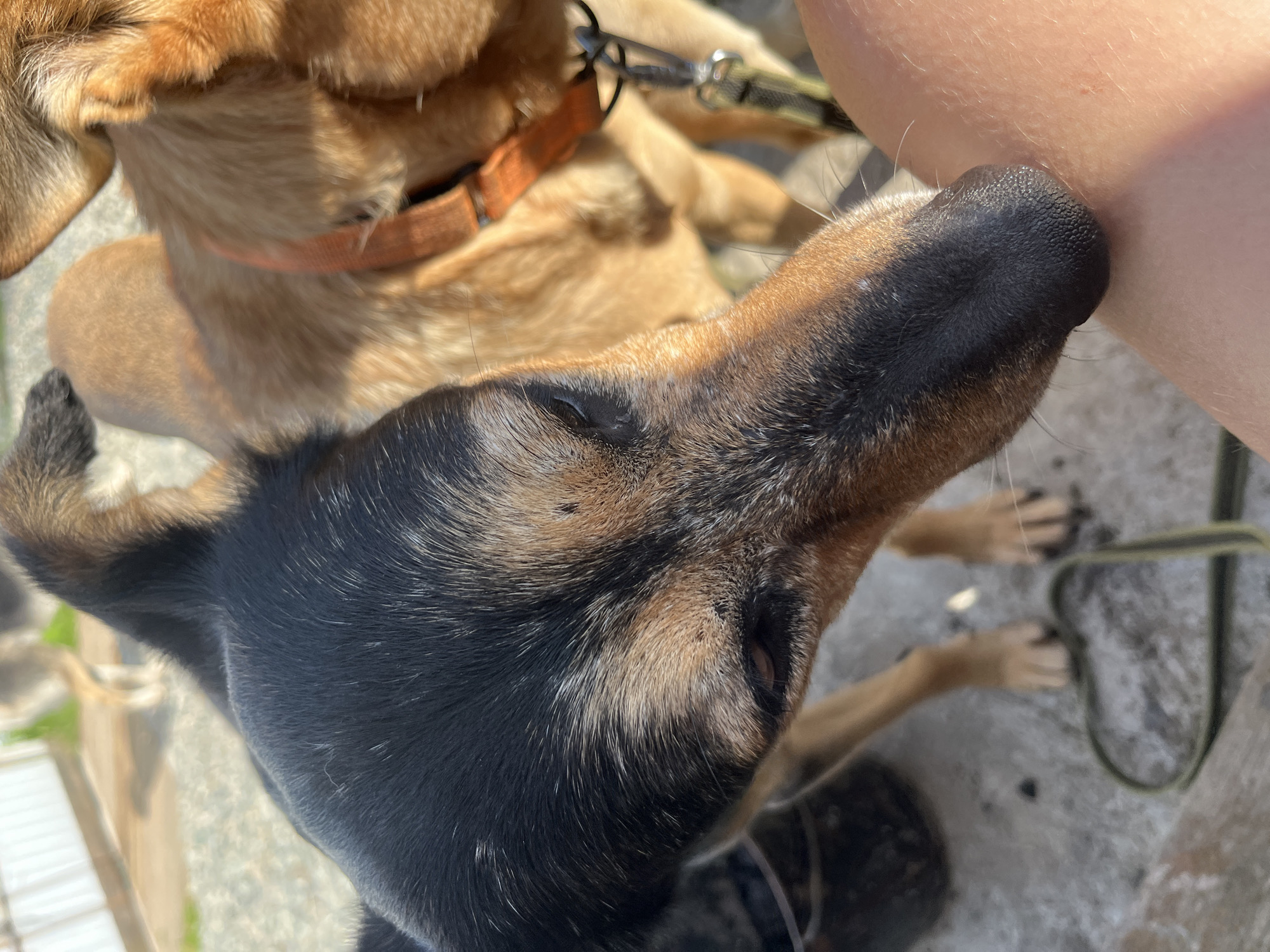 In Nizhny Tagil, Russia, a close-up shot captures a black and tan dog gently touching its wet nose to a person's arm. The dog's fur is dark on its head and snout, transitioning to lighter brown and tan markings around its face and ears. The person's arm is lightly tanned and appears to be relaxed. In the background, another tan dog wearing an orange collar is visible, standing next to the first dog. The ground is a concrete surface, with scattered dark specks. The lighting suggests an outdoor setting during the day.