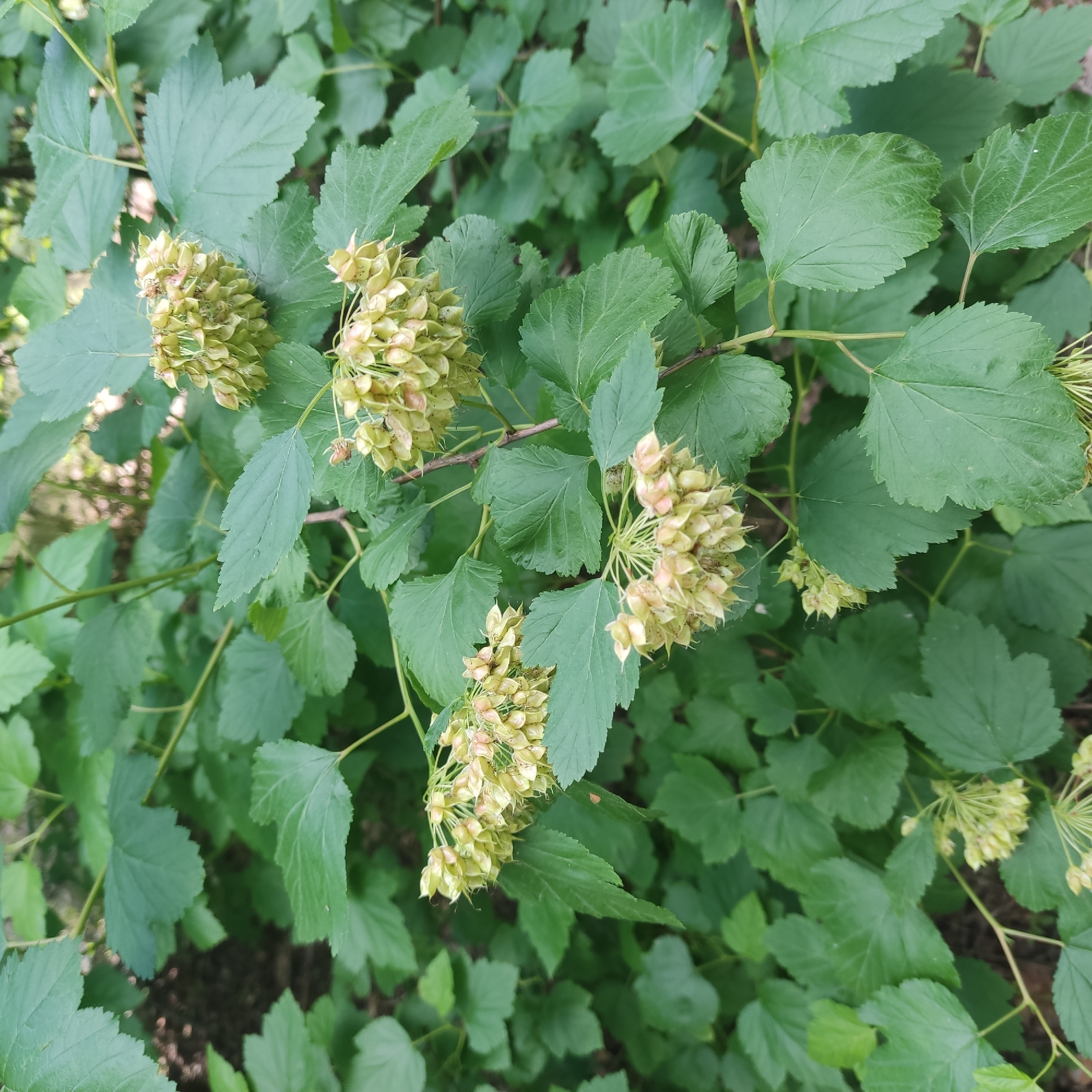 The image shows a close-up view of a plant with green leaves and clusters of seed pods. The leaves are broad, serrated along the edges, and have prominent veins. The seed pods are light green to yellowish, clustered together on thin stems, and appear to be in various stages of development. Some pods are more open, revealing their internal structure, while others are still tightly closed. The background is filled with more of the plant's foliage, creating a dense, leafy environment. The lighting suggests it is daytime, possibly overcast, as there are no strong shadows. The overall scene is natural and appears to be outdoors, with the focus entirely on the plant's reproductive structures and foliage. There is no visible text in the image.
