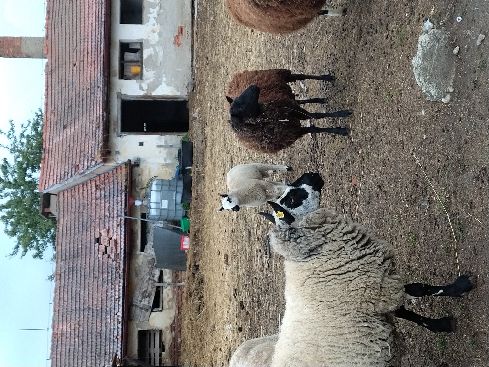 In Dobev, Czechia, a farmyard scene unfolds with four sheep in the foreground and a weathered building in the background. The building, with a red tiled roof showing signs of disrepair, houses a large opening and several windows. In front of the building, a large white water tank is visible, along with other farm equipment. The ground is a mixture of dirt and straw.
The sheep are the central focus. In the immediate foreground, a sheep with a thick, light-colored wool coat and black and white markings on its face and legs is positioned. Its head is turned to the right, looking towards another sheep. To its right stands a small lamb, mostly white with black markings around its eyes and ears. Further to the right is a dark brown sheep with a shaggy coat, facing away from the viewer. To the far right, a portion of another brown sheep is visible. One of the sheep in the foreground has a yellow tag with numbers on its ear. The overall impression is that of an agricultural setting, possibly a farm or a rural property.