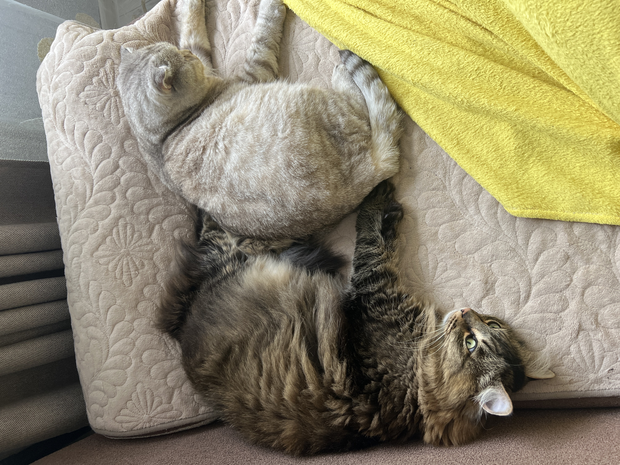 Two cats are resting on a beige patterned cushion near a yellow blanket. One cat is light gray and lying upside down, with its hind legs visible in the upper center of the frame. The second cat, lying below the gray cat, is brown tabby and turned on its back with its head visible in the lower right corner. The background consists of the fabric of the couch and curtains. This photograph was taken in the city of Chaikovsky, Russia.