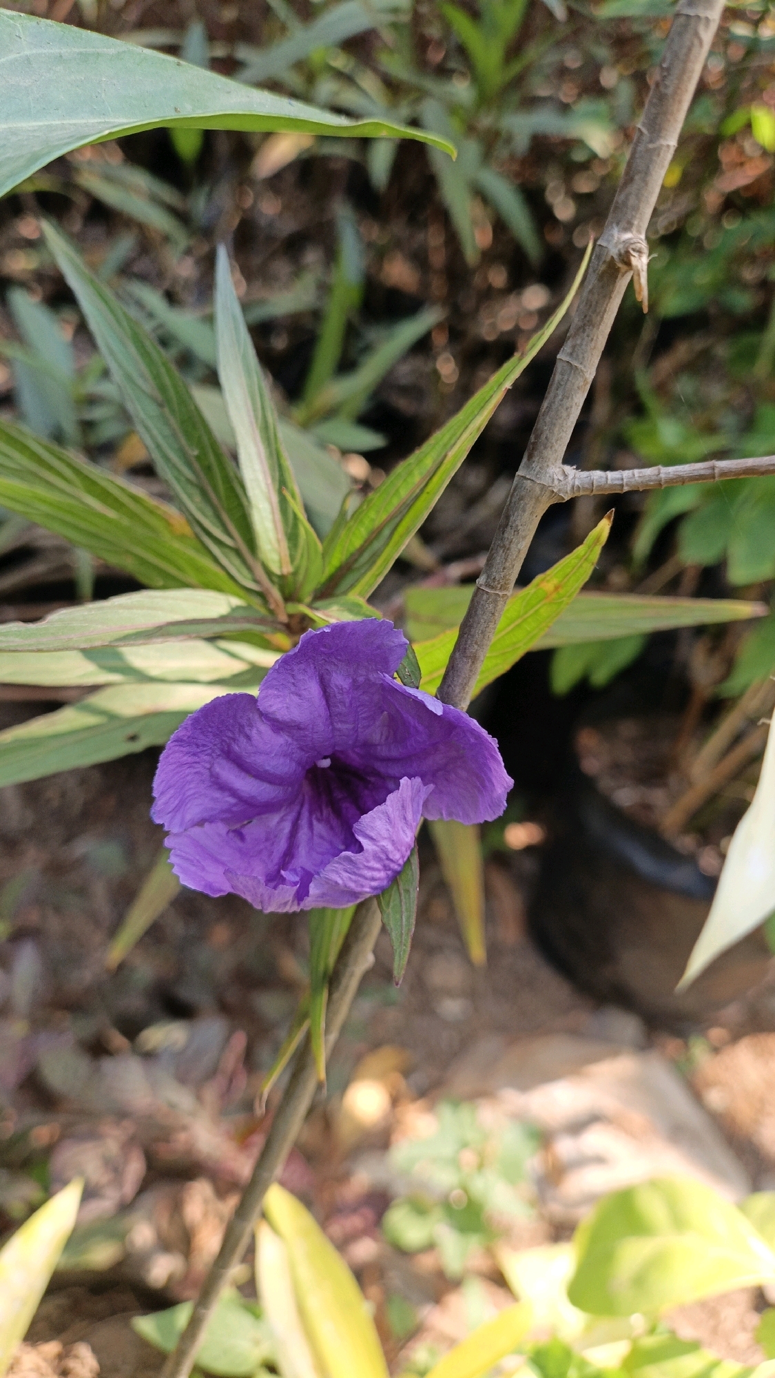An extreme close-up shot focuses on a single, vibrant purple flower with delicate, ruffled petals. The flower is positioned slightly off-center to the left, with its bloom facing towards the viewer. Behind the flower, a thin, brown branch runs diagonally from the top right to the bottom left, partially obscuring the stem and some of the flower's leaves. The background is softly blurred, creating a shallow depth of field that emphasizes the flower. It consists of various green leaves and foliage, with hints of brown soil and possibly a dark pot visible in the distance. The lighting suggests it is daytime, with sunlight illuminating the scene. The image appears to have been taken outdoors, likely in a garden or natural setting, with no specific landmarks of Cikal, Indonesia, identifiable.
