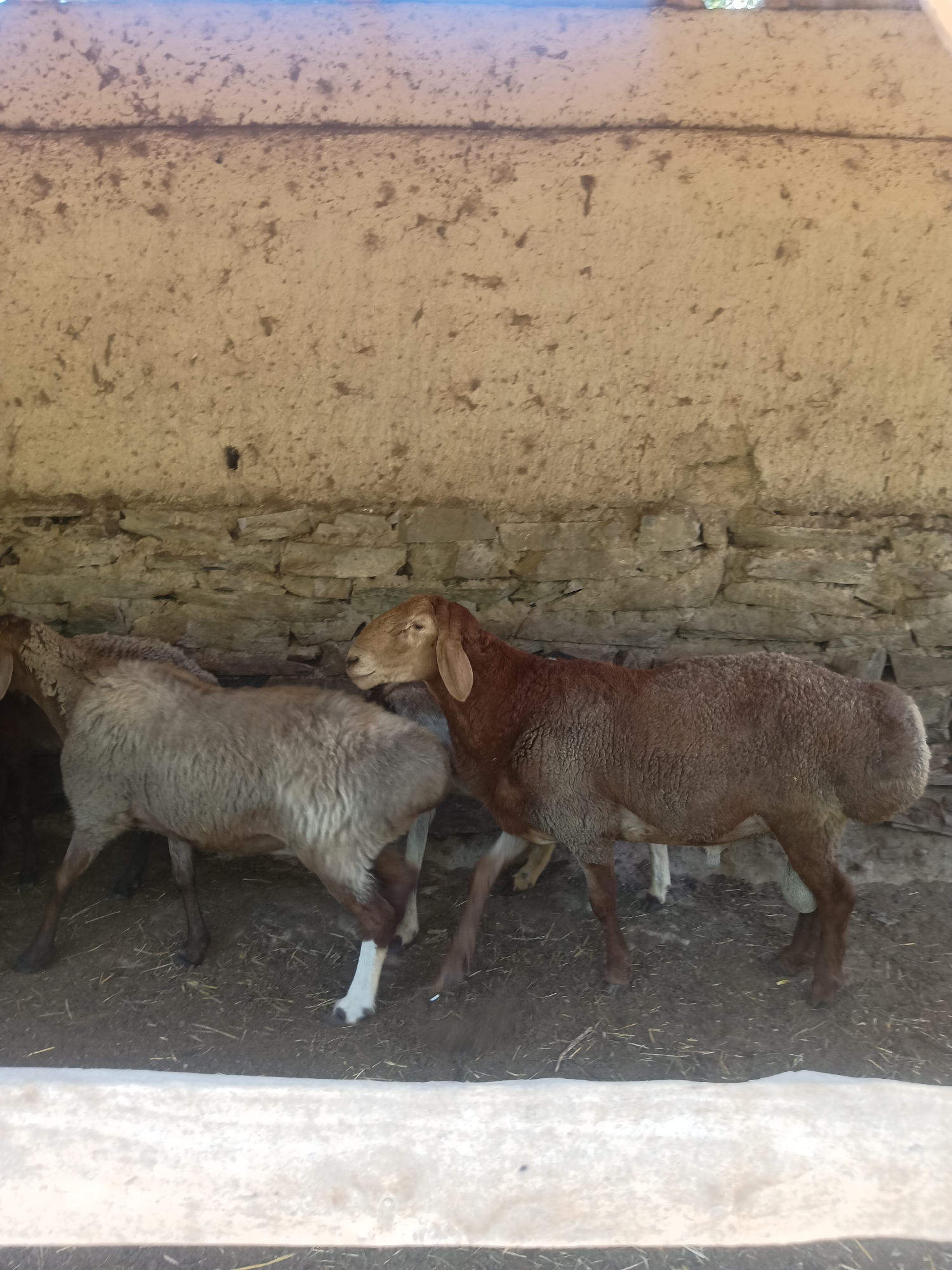 The image depicts a scene within a rural enclosure, likely a barn or shelter, in Pastki-Peshkurgan, Uzbekistan. Two sheep are the primary subjects. One sheep, to the right, is a reddish-brown color and is facing left, with its head turned towards the other sheep. The second sheep, to the left, is a lighter, grayish-brown color and is facing away from the camera, also looking towards the right. Both sheep appear to be of medium build and possess woolly coats. The enclosure features a rough, stone-built wall in the background, with an uneven, dirt floor covered in straw or hay. Above the stone wall, the upper portion of the structure is visible, constructed from a lighter, possibly mud or plaster material, with signs of age and wear. A light-colored concrete or stone structure runs along the bottom of the frame, suggesting the edge of a feeding trough or pathway. The overall lighting suggests it is daytime, with natural light entering the enclosure.