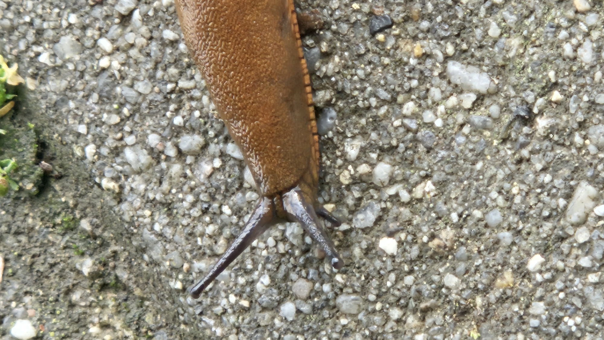 The image shows a close-up, eye-level view of a brown slug on a gravelly surface. The slug's body is textured and appears moist. Its head features two pairs of tentacles, with the upper pair extended upwards and the lower pair bent forward. The background consists of rough, greyish-brown gravel interspersed with small pebbles and some green mossy patches in the upper left corner. The lighting suggests an outdoor, possibly damp environment. The exact location in Prešov, Slovakia, is not specified in the image.