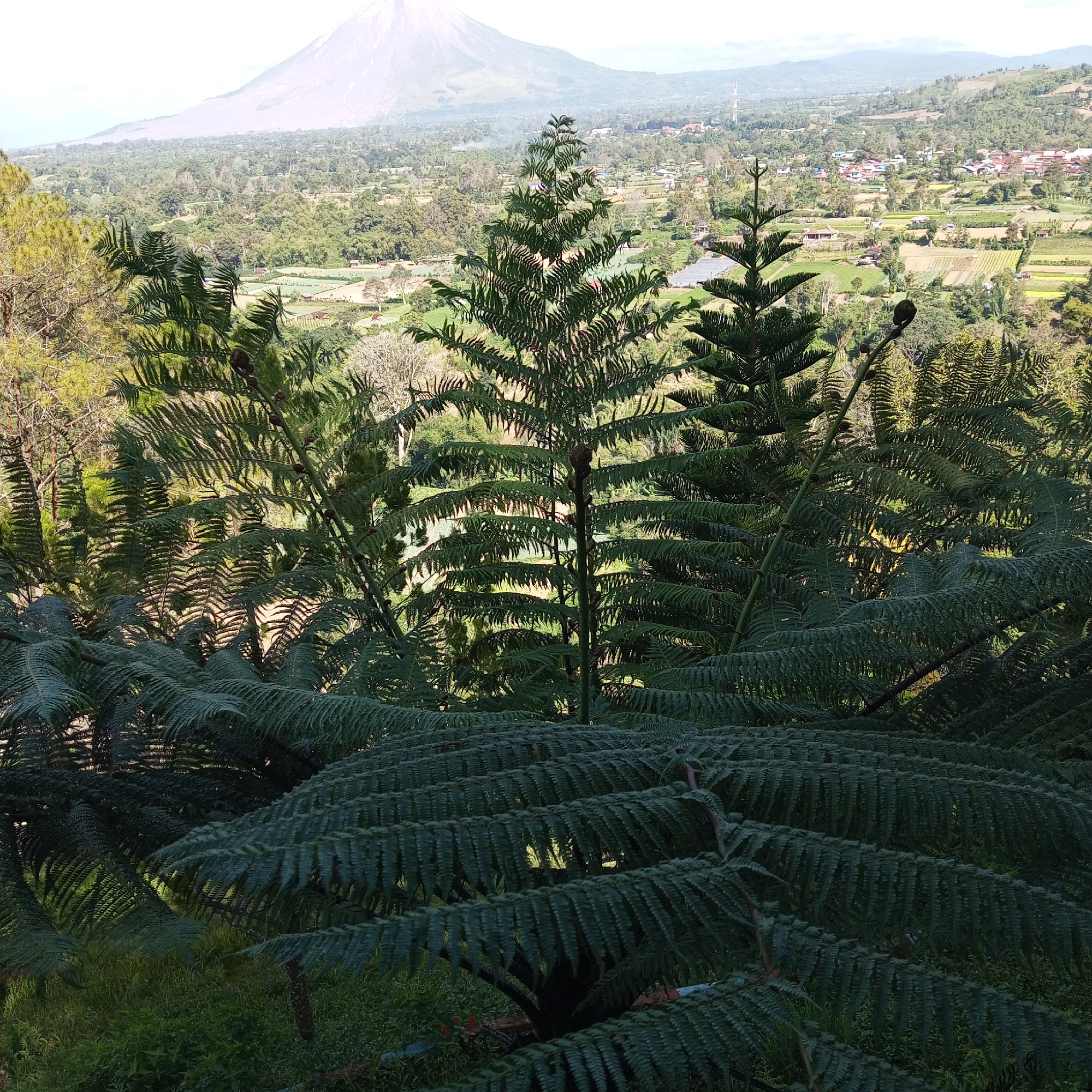 The image captures a panoramic view from a hillside in Gundaling 2, Indonesia, overlooking a valley dotted with houses and agricultural fields. In the foreground, lush green ferns dominate the frame, with their intricate fronds creating a sense of depth and texture. Behind the ferns, several evergreen trees, possibly pine trees, stand tall, their conical shapes reaching towards the sky. In the middle ground, a small village with red-tiled roofs is nestled amongst the trees and fields. The landscape is characterized by rolling hills, and in the far distance, a majestic, hazy mountain looms, its peak shrouded in a light mist. The overall atmosphere is serene and natural, with the vibrant greenery contrasting with the distant, softer hues of the mountain and sky. The scene appears to be captured on a bright, possibly sunny day, given the play of light and shadow on the foliage. There are no people visible in the image.