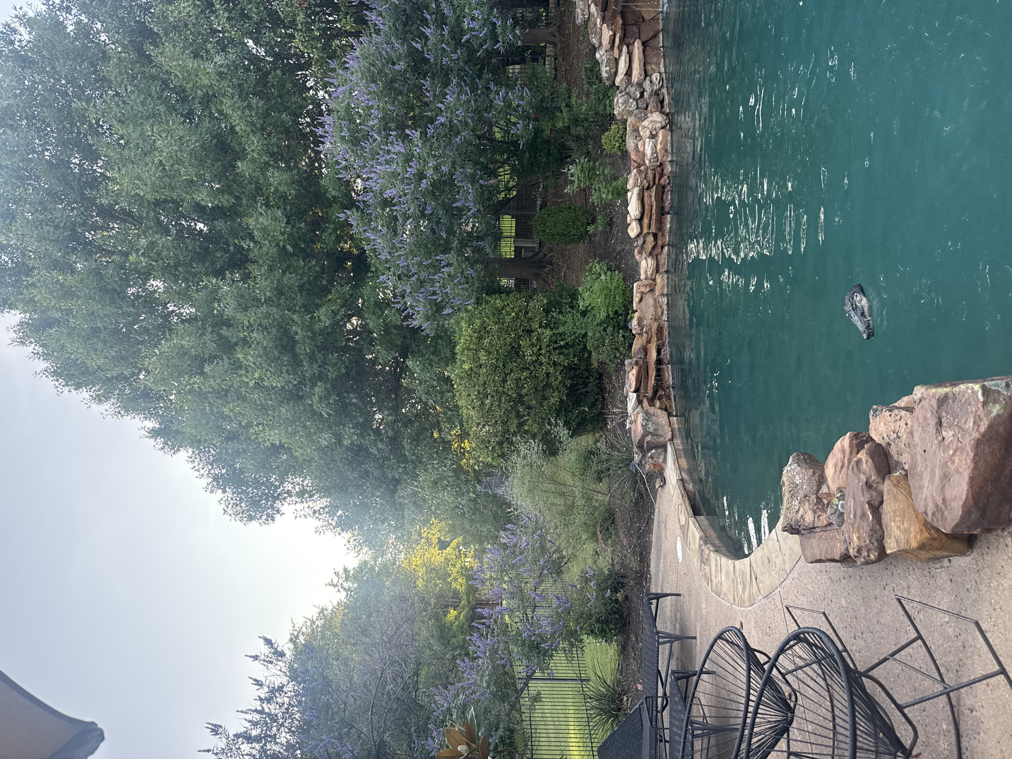 The scene shows a backyard swimming pool area in Southlake, Texas, United States. A turquoise-colored pool is bordered by a rock wall. A dark-colored object floats in the water. A concrete patio surrounds the pool, where four black metal chairs are present. Beyond the patio is a green lawn, a black metal fence, and trees, including a tree with purple flowers. A large green tree dominates the upper left portion of the frame. The sky is overcast.