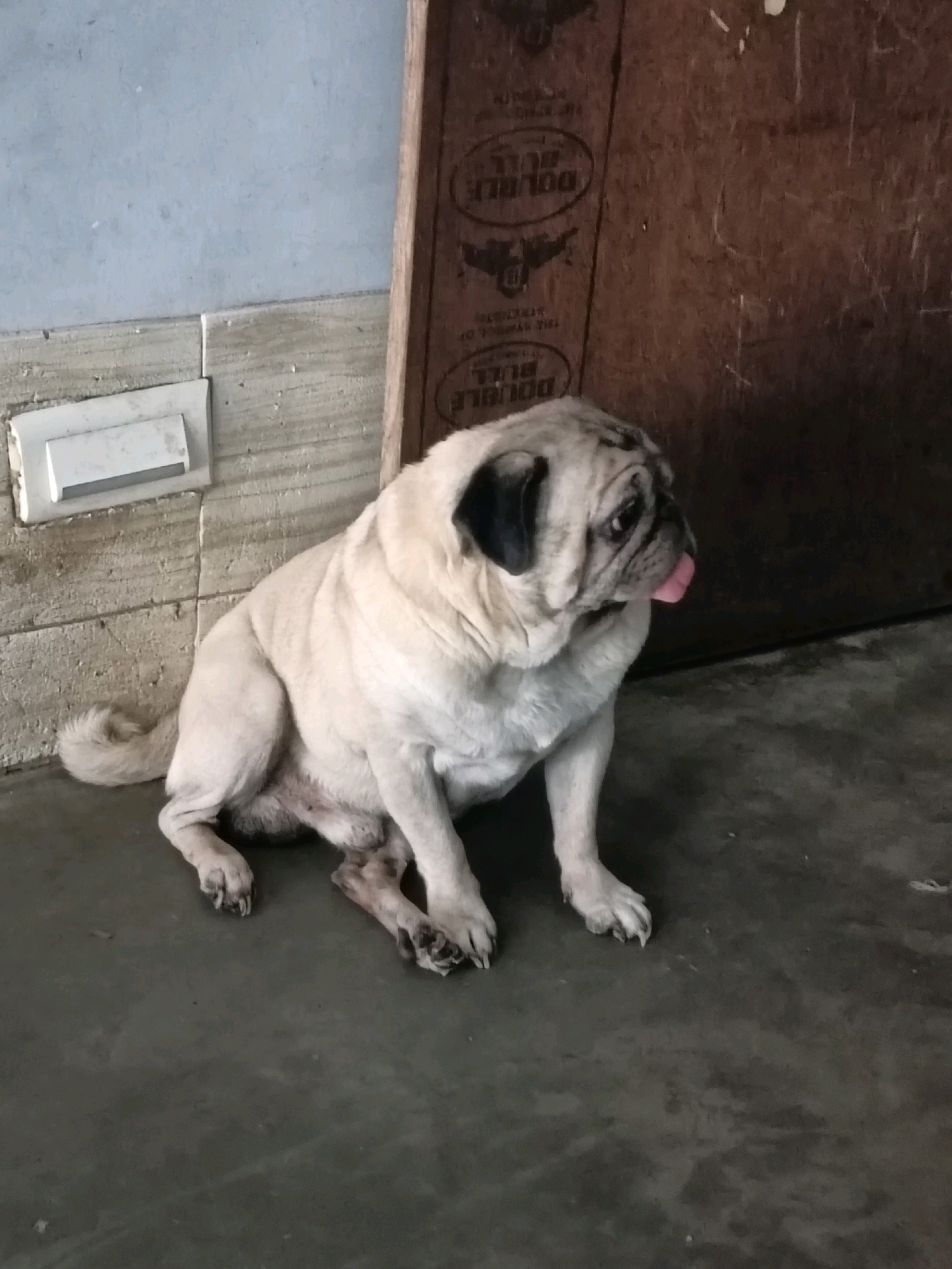 A light-colored pug is sitting on a dark gray concrete floor in Mohanlalganj, India. The pug is facing to the right and has its tongue sticking out slightly. Its tail is curled over its back. Behind the pug, there is a light blue wall with a light-colored electrical outlet cover. To the right of the pug is a large, dark brown wooden panel leaning against the wall. The panel has some text and logos printed on it, including "DOUBLE BULL". The lighting is dim, suggesting the image was taken indoors in a poorly lit area.