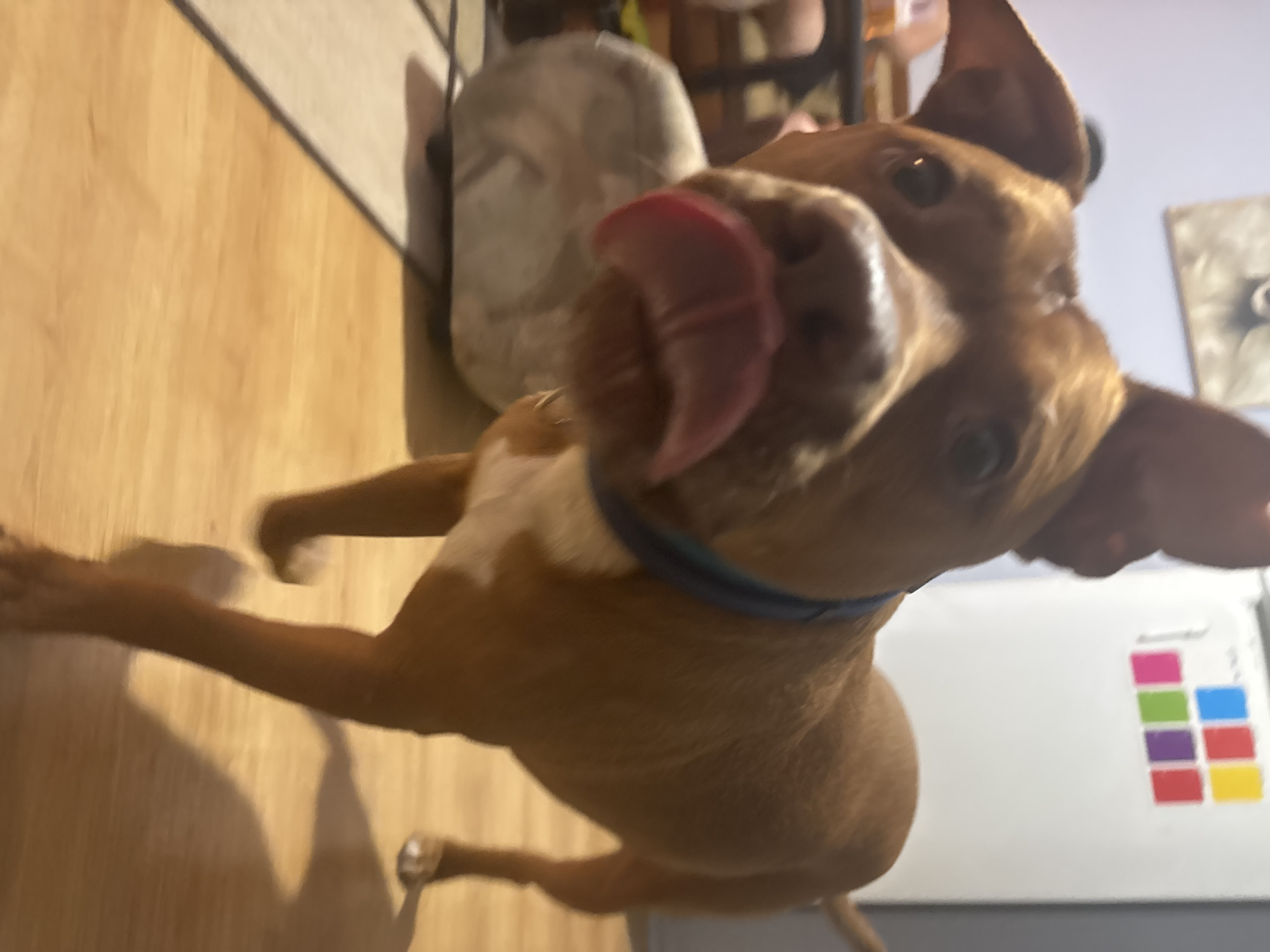 The image shows a brown dog with a white chest, its tongue sticking out, in a close-up shot. The dog is standing on a light-colored wooden floor, with a tan and grey rug partially visible to the left. In the background, there's a blurry image of what appears to be a refrigerator with colorful squares on it. The lighting is warm and indoor. No specific details about the city of Sofia, Bulgaria, are discernible from the image.