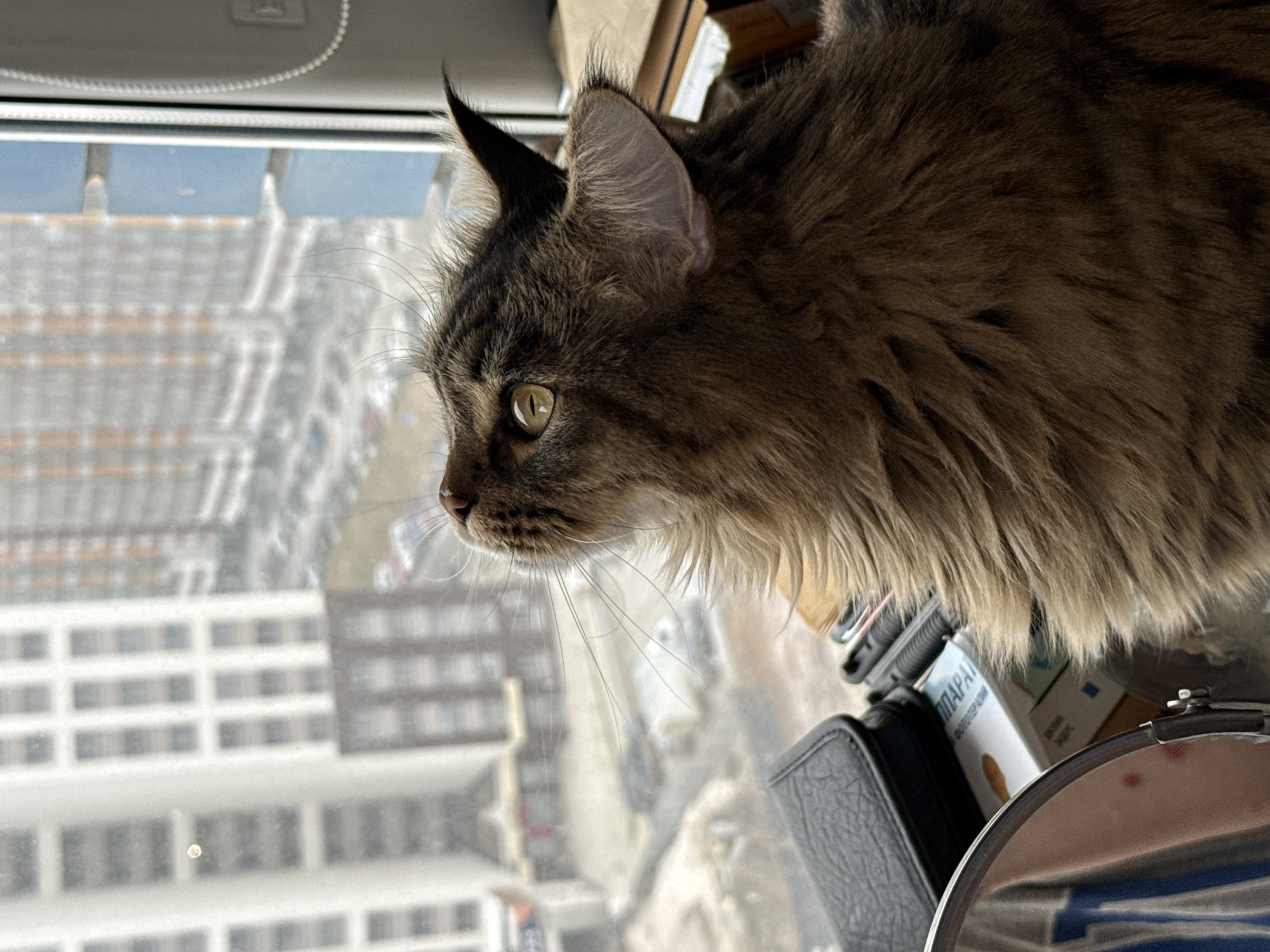 A close-up shot focuses on a long-haired tabby cat gazing out of a window. The cat is positioned on a cluttered windowsill, with various objects including a black leather pouch, boxes, and a round mirror visible. Through the window, a cityscape is seen, identifiable as Izhevsk, Russia, based on the architectural style and urban layout. The weather appears overcast, casting a muted light on the scene. The cat's attention is directed toward the view outside, with its whiskers prominently displayed.