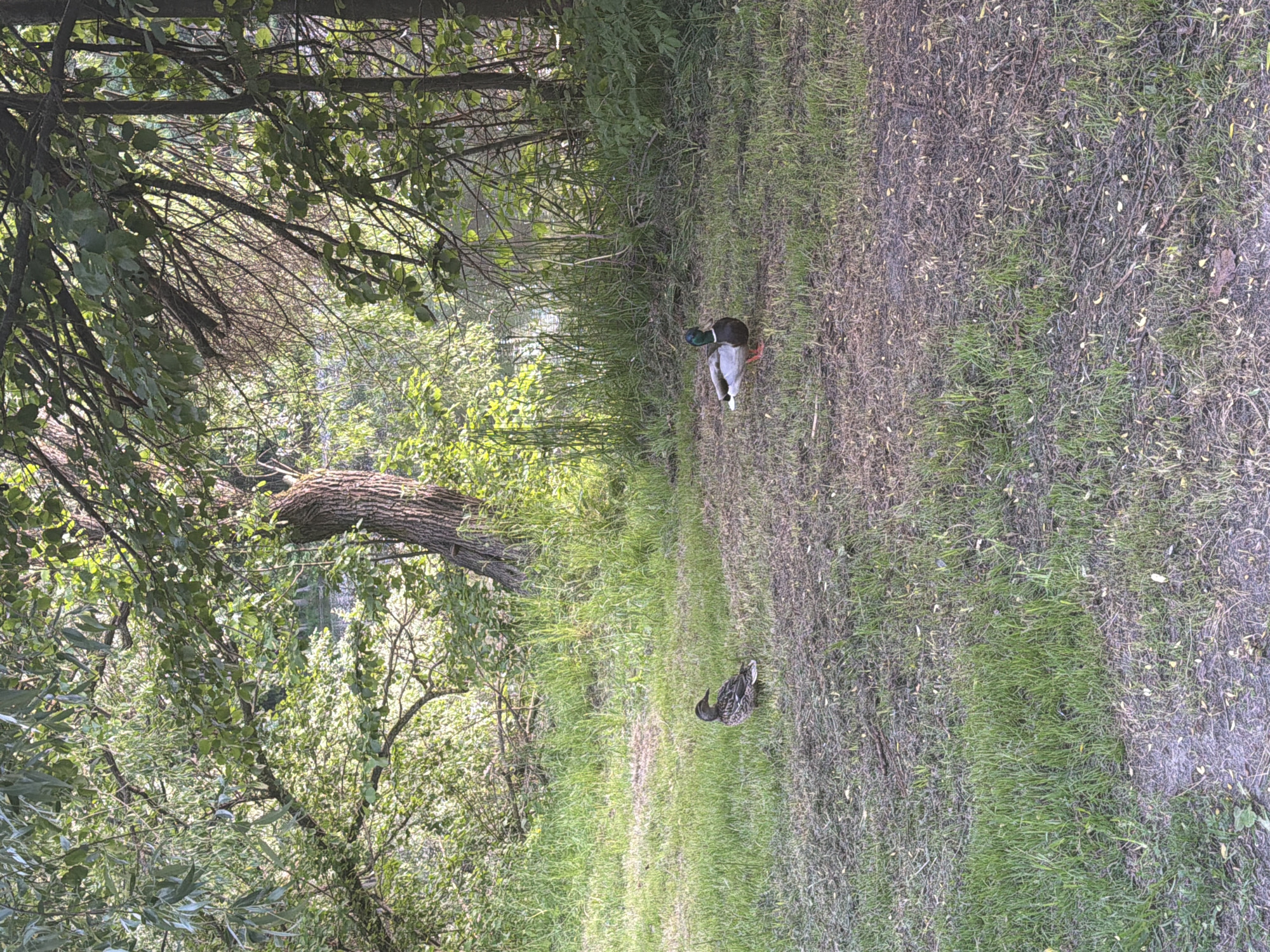 A male and a female mallard duck are standing on a grassy area next to a body of water, with trees and foliage in the background. The male mallard, on the right, has a green head, white collar, and brown breast, while the female, on the left, has mottled brown plumage. The scene is illuminated by dappled sunlight filtering through the trees. This image was captured in Riga, Latvia, likely in a park or natural area bordering a body of water.