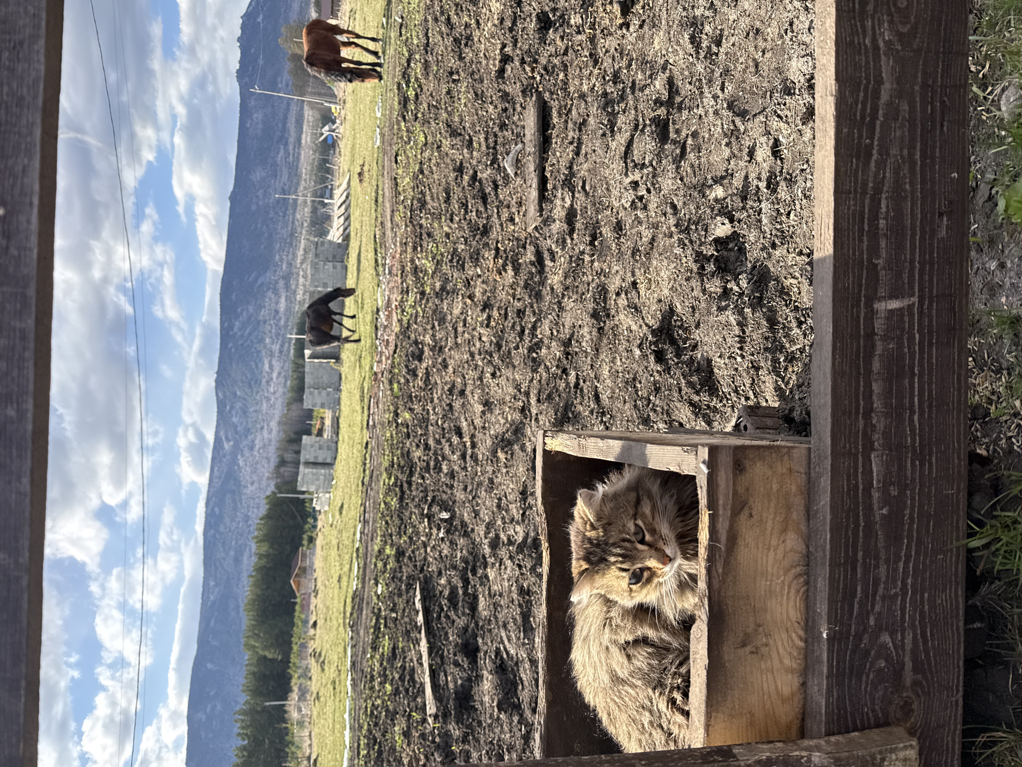 The image depicts a serene rural landscape in Tyulyuk, Russia, bathed in bright daylight under a sky dotted with white clouds. In the immediate foreground on the right, a fluffy, long-haired tabby cat with distinctive blue eyes is curled up inside a rustic wooden box. The cat looks calmly towards the viewer. Adjacent to the cat and extending across the left foreground is a wide expanse of dark, disturbed earth, likely tilled ground or mud.
Further into the mid-ground, two horses graze or stand idly in a vibrant green field. One dark-colored horse is positioned on the left, and a lighter brown horse is on the right. In the background, a formidable range of dark mountains stretches across the horizon beneath the bright sky. The base of these mountains features scattered trees and distant, subtle structures. Power lines are faintly visible against the sky on the upper left. A dark wooden beam partially frames the scene on the far right, suggesting the vantage point is from within a structure or enclosure. The scene evokes a tranquil, pastoral setting. No text is visible.
