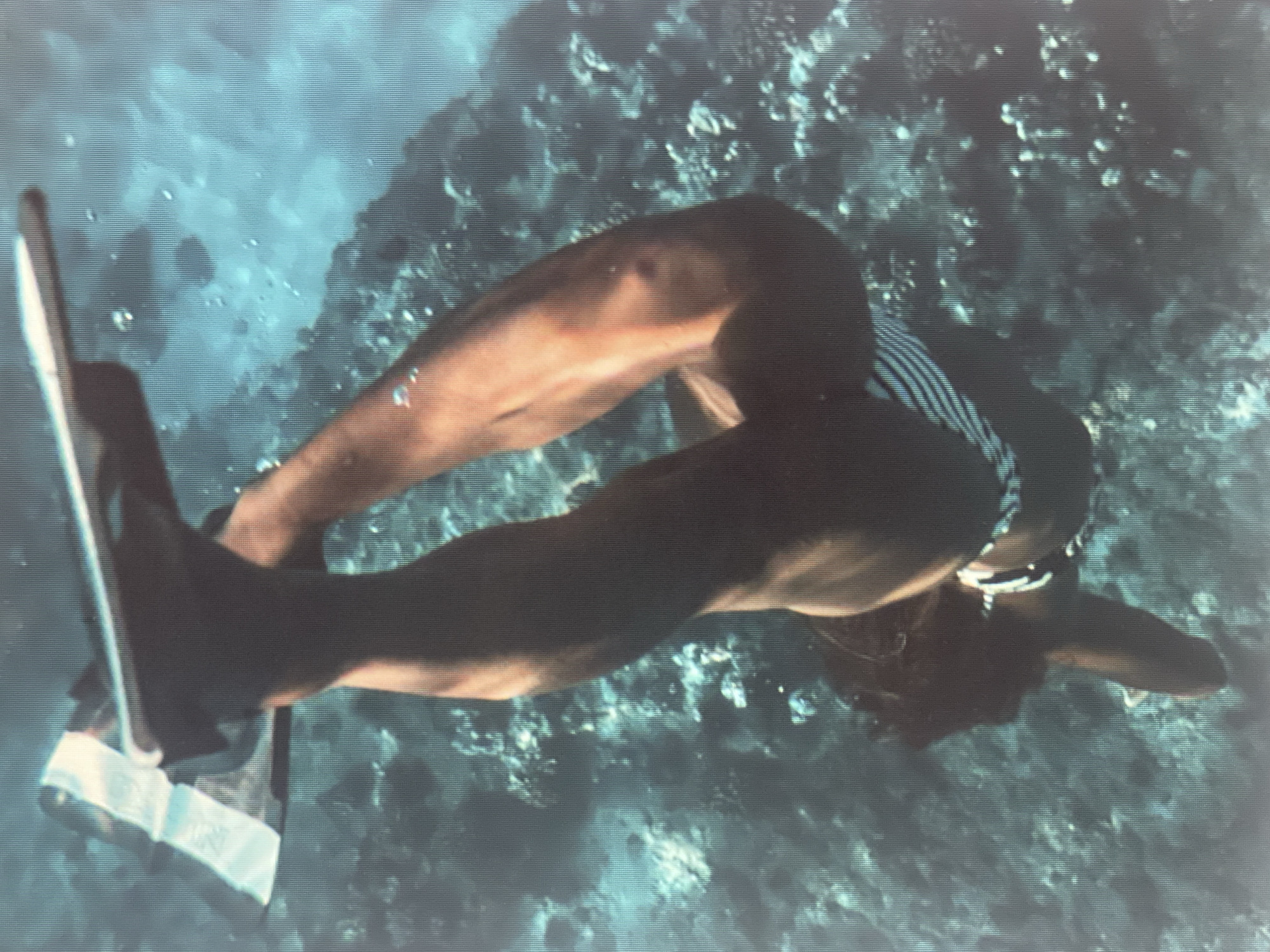 The media file shows a person underwater, wearing a black and white striped bikini and fins. The person is in a dynamic pose, with their body bent at the waist and their legs extended, suggesting movement through the water. Their arms are not fully visible, but one appears to be extended forward. The setting is an underwater environment with a rocky or coral reef visible in the background. The water is a murky blue-green, and there are some bubbles present, possibly from the person's breath or disturbance of the water. The lighting suggests it is daytime, as sunlight is filtering through the water. The overall impression is one of underwater exploration or freediving. There is no visible text in the media file.