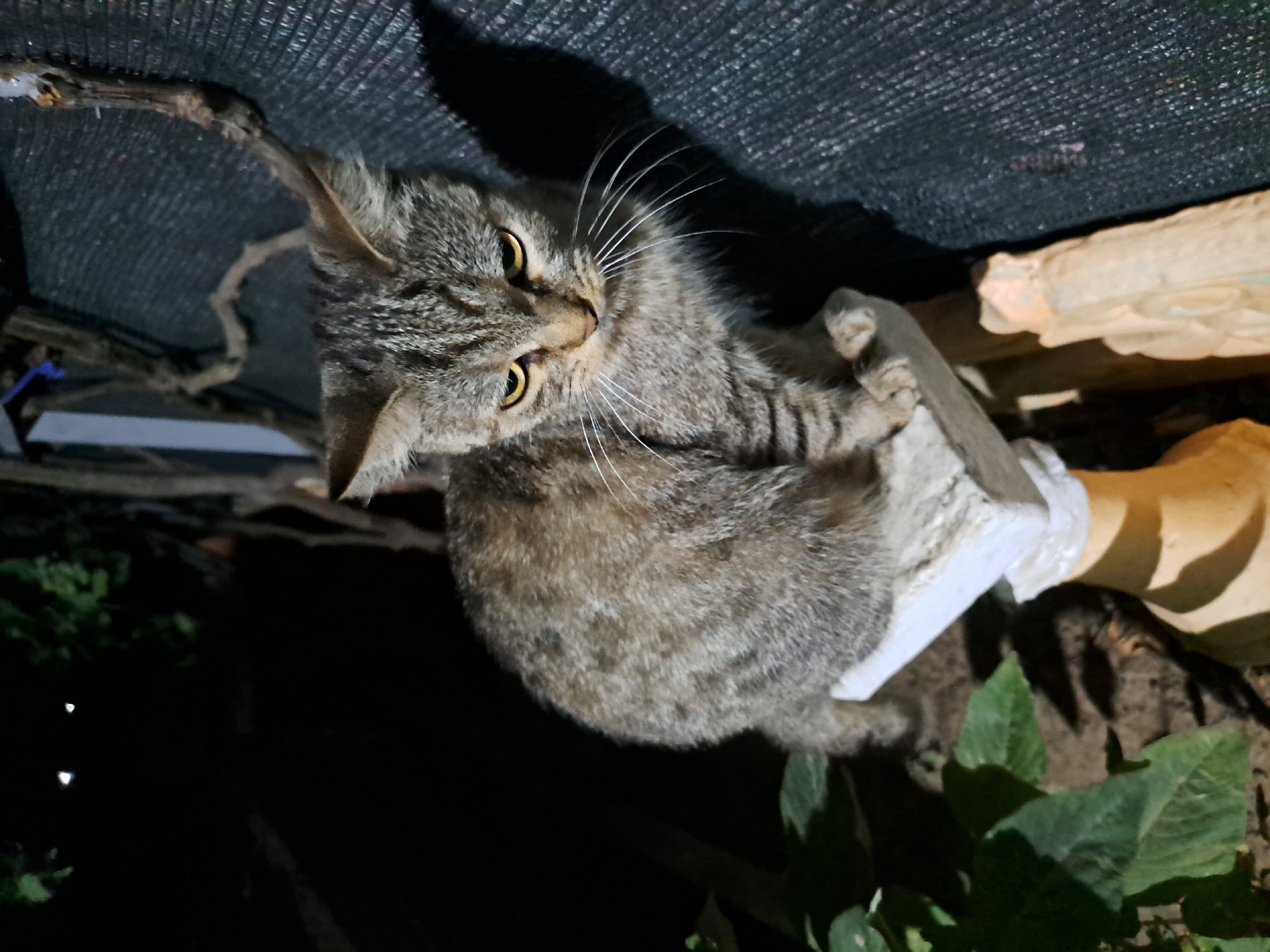 A tabby cat sits on a decorative concrete pillar at night. The cat is positioned in the center of the frame, facing slightly to the right, with its head tilted downward and its yellow eyes looking forward. Its fur is a mix of gray, brown, and black stripes. The cat is perched on a white, rectangular concrete slab, which is supported by a weathered, tan-colored pillar.
To the right of the cat, a dark, textured material, possibly a fence or netting, forms the background. A thin, twisted branch extends from the upper left of the frame and crosses diagonally over the scene towards the right. In the background on the left, dark foliage and what appear to be distant lights can be seen, suggesting an outdoor setting. The overall lighting is dim, indicative of nighttime, with a shadow of the cat cast to its right. The scene appears to be in an outdoor area, potentially a garden or yard, within the city of Vypasne, Ukraine.