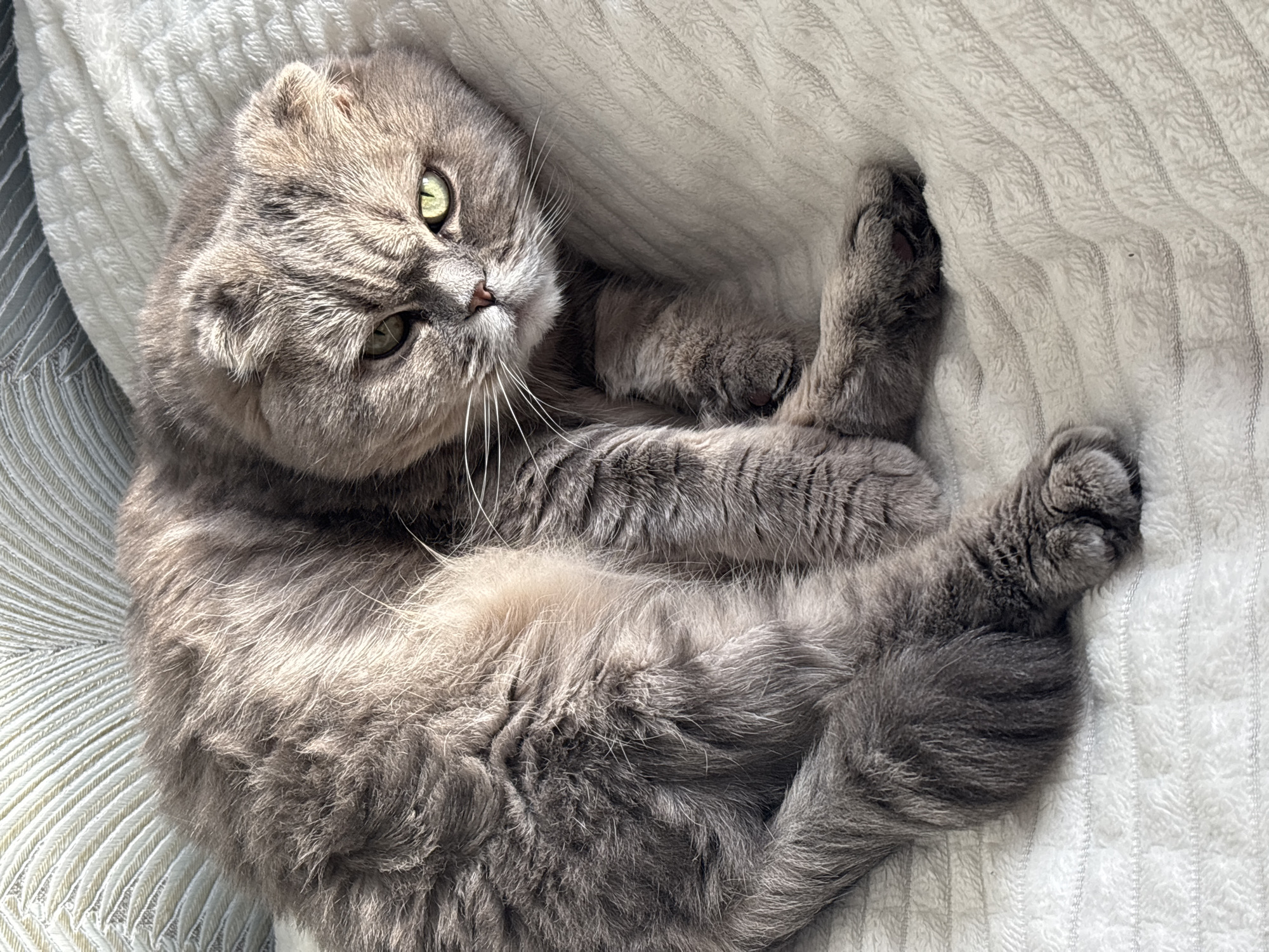 A domestic Scottish Fold cat, predominantly gray and fawn with subtle tabby markings, is shown lying curled on a light-colored, textured blanket. The cat's distinctively folded ears are visible. Its bright green eyes are open and directed forward, with pupils constricted due to illumination. The cat's front paws are tucked beneath its chest, and its tail is partially visible. Behind the cat, a patterned pillow or headboard with a light blue-grey, feather-like texture is present. The scene is illuminated by a direct light source from the upper right, casting shadows and highlighting the fur texture. This scene is located within an interior setting in the city of Chaikovsky, Russia.