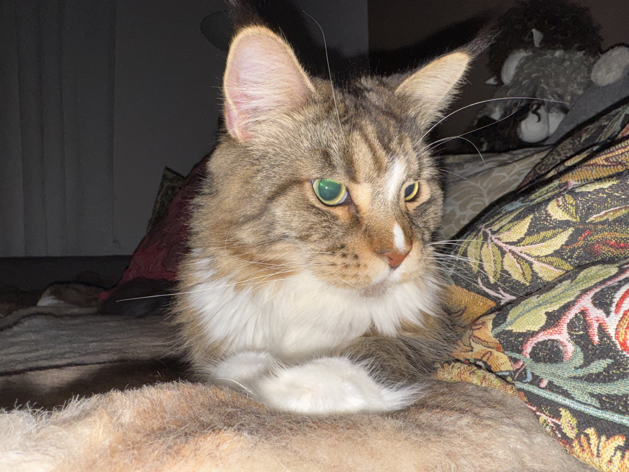 A close-up, eye-level medium shot shows a tabby cat with green eyes lying down on a fuzzy surface, possibly a bed or sofa. The cat's head is turned to the right, and its paws are crossed in front of its chest. The cat is looking off to the right side of the frame with a relaxed posture. Behind the cat, a patterned blanket is visible, and further in the background, a stuffed animal appears to be propped up. The lighting is dim, with the cat's face well-lit. The background is dark and out of focus. The scene appears to be indoors, in a domestic setting. The image provides no discernible information about its location in the city of Zelenograd, Russia.