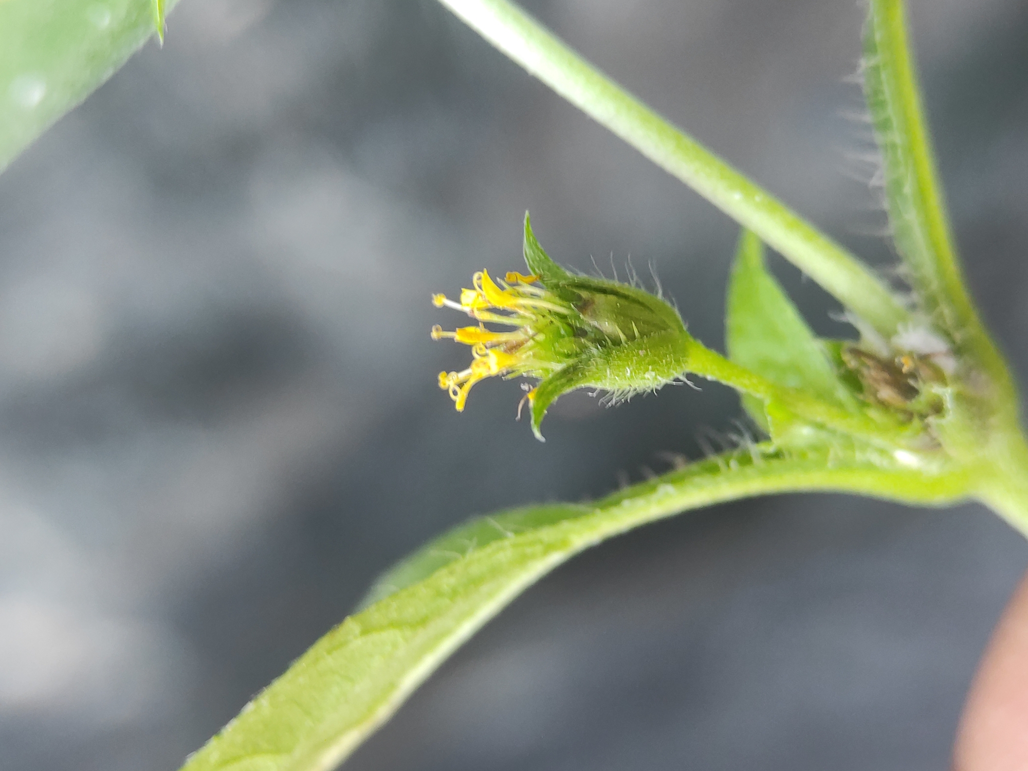A close-up photograph shows a small green flower bud with yellow stamens protruding from the top. The bud is surrounded by green leaves and stems, all covered in fine white hairs. The background is blurred, suggesting a shallow depth of field. The location is not discernible from the image alone.