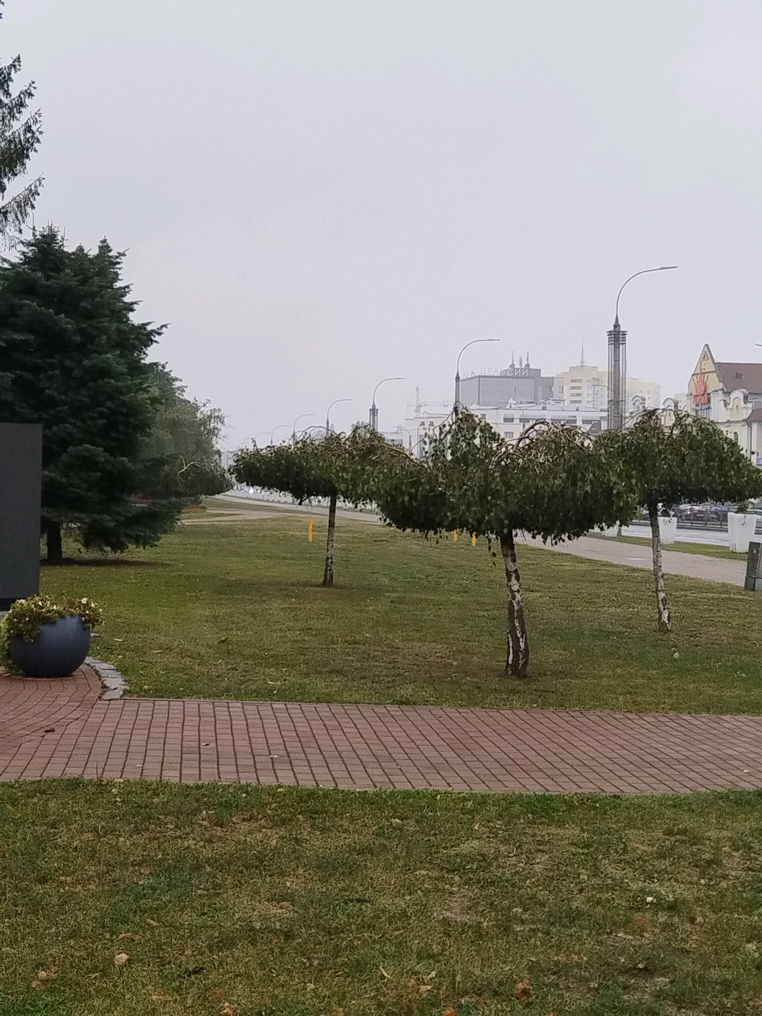The image shows a street scene in Brest, Belarus, on a cloudy day. In the foreground, there is a paved walkway made of red brick pavers, bordered by a grassy area. To the left, a large, dark gray planter holds some green foliage. Behind the planter, a large evergreen tree is visible.
Further into the scene, a line of uniquely shaped trees with rounded, weeping canopies are planted along the side of a paved road. These trees have white, peeling bark and appear to be ornamental. Beyond these trees, a street with traffic can be seen, and in the distance, a cityscape with various buildings, including a tall, modern tower and older, European-style architecture, is visible against the overcast sky. Streetlights with modern designs are spaced along the roadside. The overall impression is an urban park or promenade area.