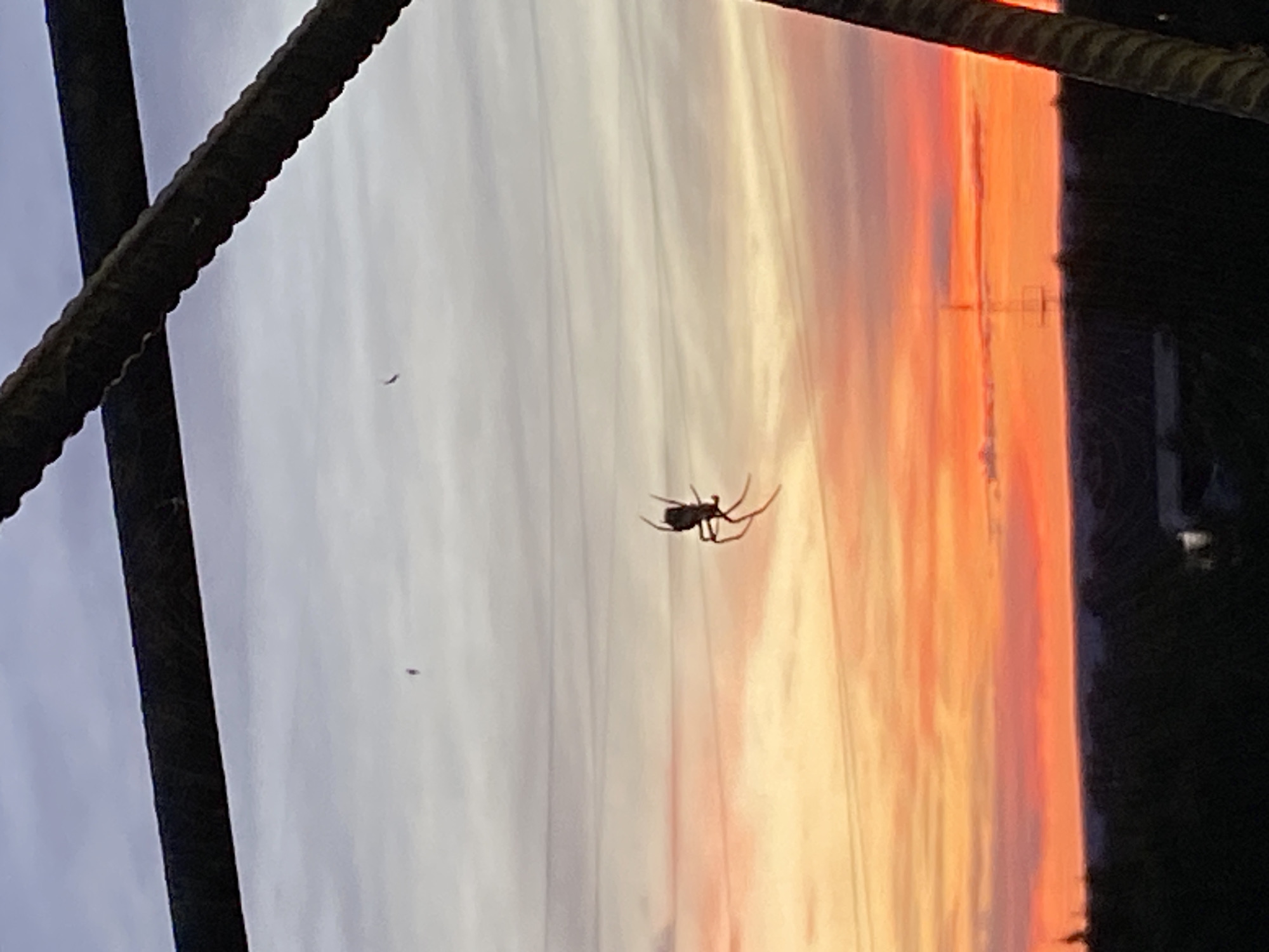 A dark spider is suspended in the air by a silk thread, silhouetted against a vibrant sunset sky. The sky transitions from a pale grey at the top to a fiery orange and red near the horizon. Below the sunset, a dark line of trees and structures can be seen. Two thick, dark cables run diagonally across the upper portion of the frame, partially obscuring the sky.