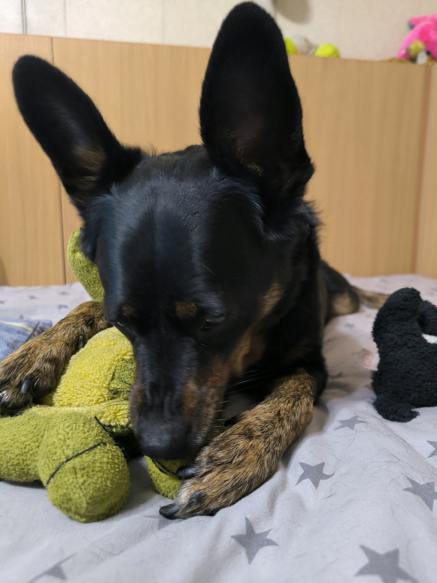 A medium-sized black and tan dog with large ears is lying on a bed with a white sheet printed with gray stars. The dog is resting its head on a fuzzy green toy that appears to be shaped like a tennis ball. Another black, fuzzy toy is visible to the right of the dog. The background consists of a light-colored wall and a wooden surface, possibly a shelf or dresser. Several yellow and pink toys are scattered on the wooden surface in the background. The overall setting suggests an indoor environment, likely a bedroom or living area. There is no indication of the location being in Mykolaiv, Ukraine.