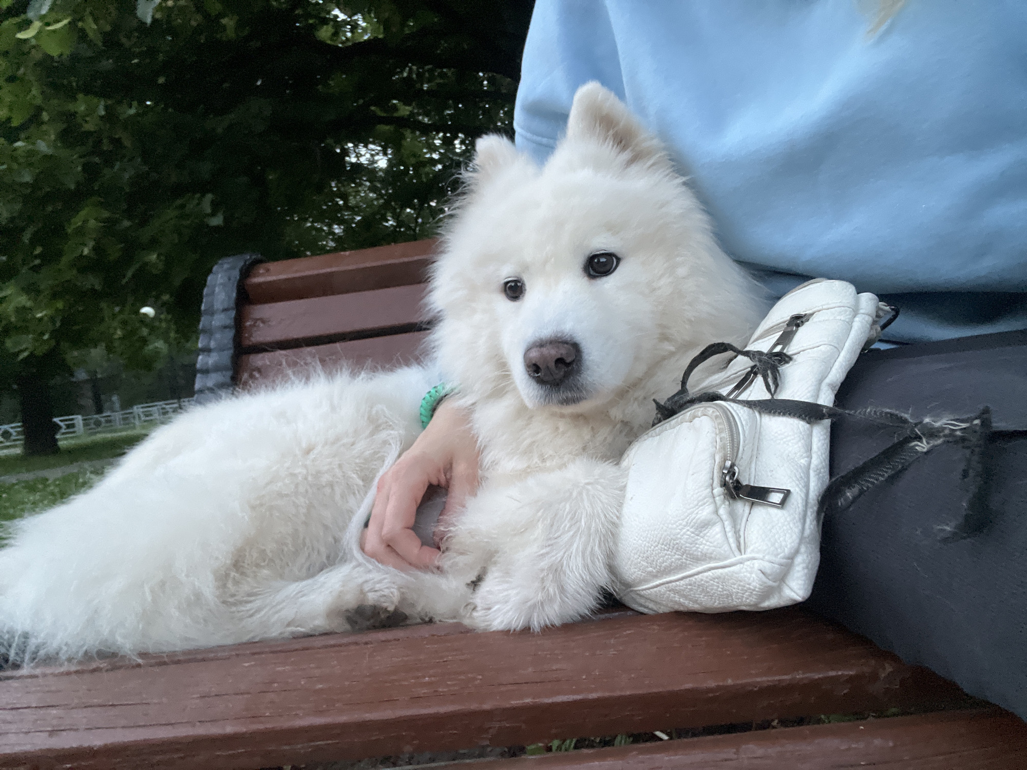 A white Samoyed dog with its head resting on its owner's lap sits on a brown wooden park bench. The dog looks directly at the camera. A white purse with a black strap sits next to the dog. The background shows green trees and foliage, suggesting an outdoor setting. The owner is wearing a light blue hoodie.