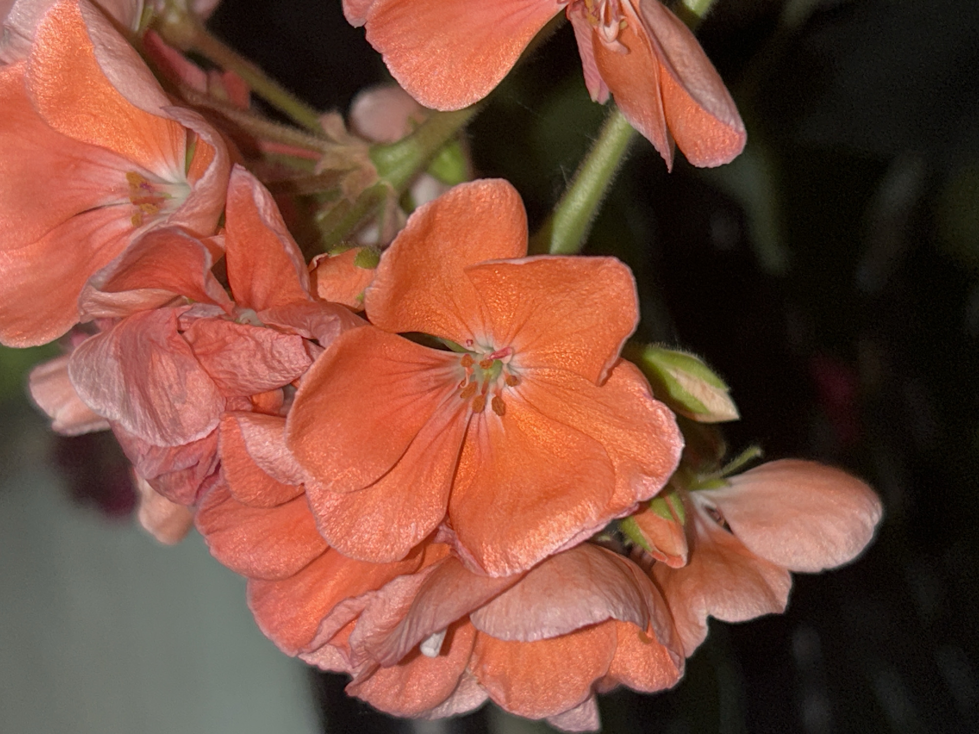 A close-up, dimly lit photograph captures a cluster of delicate, coral-pink flowers, likely geraniums, in bloom. The petals exhibit subtle variations in color, ranging from a soft peach to a vibrant coral hue, with some edges tinged with a lighter pink. The flowers are arranged in a loose, cascading manner, with some fully open and others partially unfurled or still in bud. The stamens are visible in the center of the open blooms, appearing as delicate yellow filaments. The background is a dark, indistinct blur, suggesting an indoor setting or a very shallow depth of field that isolates the flowers. The stems are thin and green, with a slightly fuzzy texture. There is no visible indication of the location being within the city of Plovdiv, Bulgaria; the scene is entirely focused on the floral subject. No people, actions, or interactions are depicted.
