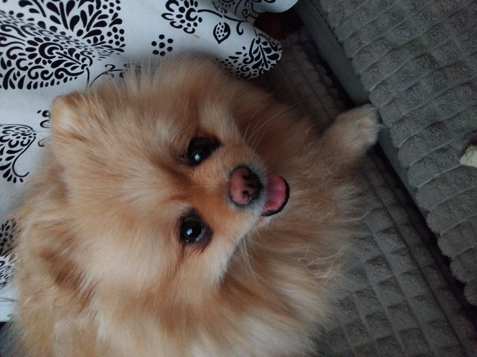 A close-up, eye-level shot focuses on the face of a light brown Pomeranian dog. The dog's fur is fluffy and appears well-groomed, with some darker brown streaks visible on its forehead. Its eyes are dark and round, with a slight sheen. The dog's nose is pink and wet, and its pink tongue is slightly visible, peeking out from its mouth. The dog is lying on a textured gray surface, possibly a blanket or rug, which has a ribbed pattern. To the right of the dog, a white fabric with a black floral pattern is visible, draped over something out of frame. The background is blurred. The scene appears to be indoors, likely in a residential setting. No specific location in Apriltsi, Bulgaria can be determined from the visual information provided.