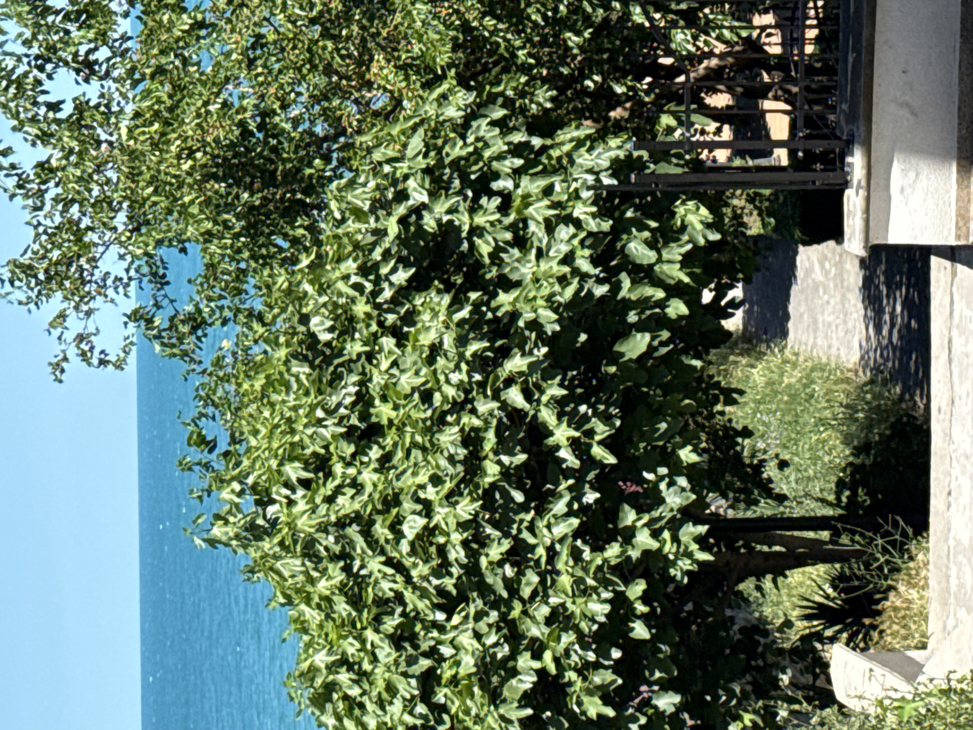 This media file depicts an outdoor scene with lush green foliage dominating the foreground. The leaves are varied in shape and size, creating a dense canopy that casts shadows. To the left, a bright blue expanse, likely the sea, is visible, suggesting a coastal setting. The water appears calm with subtle ripples on its surface.
In the background, a dark metal railing or fence can be seen, partially obscured by the leaves. Beyond the railing, there is evidence of man-made structures, including what appears to be a concrete pathway and a light-colored, possibly stone, pillar or wall. The textures of the stone are rough and weathered.
The lighting suggests it is daytime, with strong sunlight creating defined shadows. The overall mood is serene and natural, with a hint of man-made elements integrated into the environment. The location context provided is Sozopol, Bulgaria, which aligns with the visual cues of a coastal area with some architectural features. There is no visible text in the image.