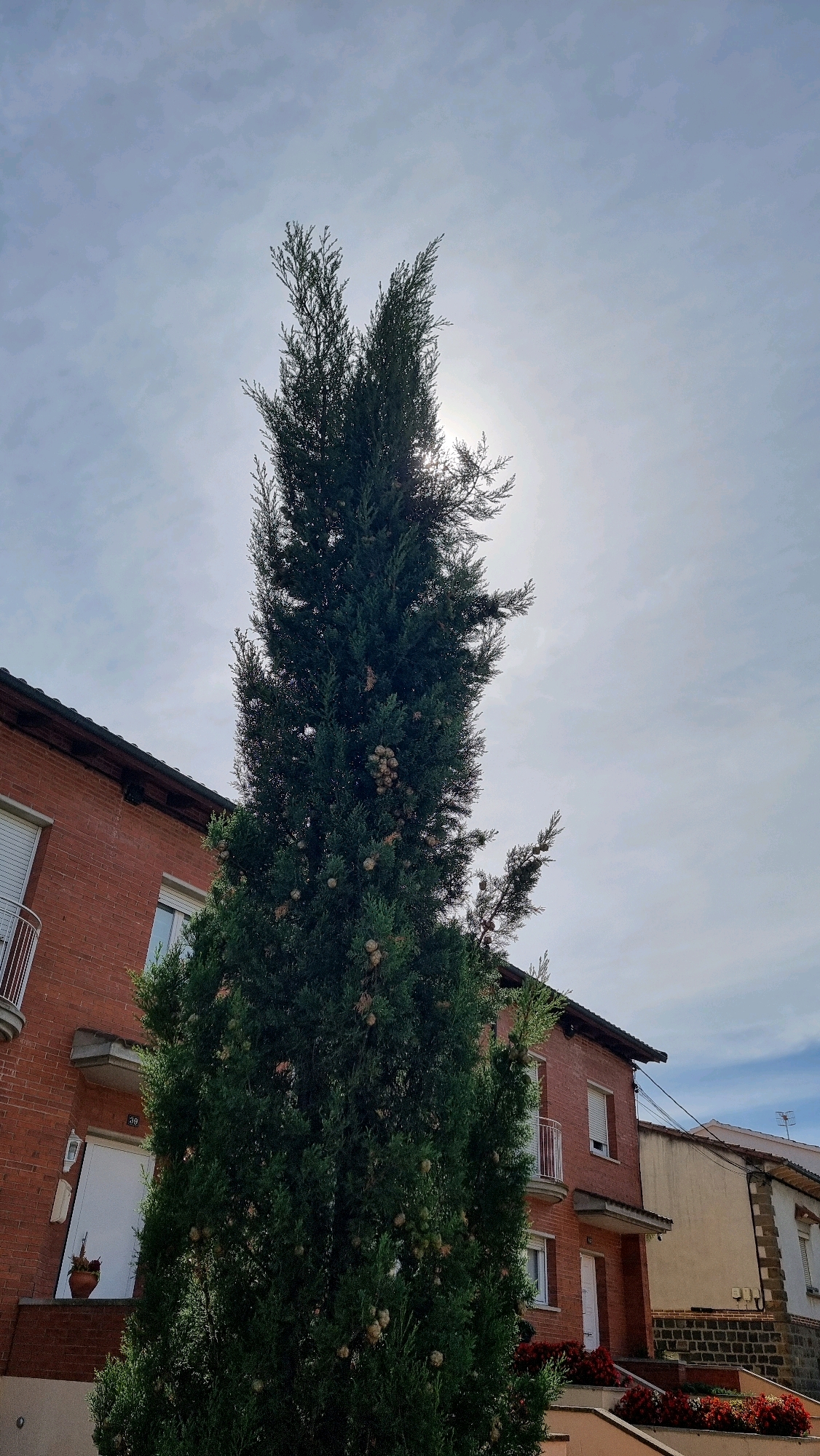 A tall, dark green conifer tree with visible cones stands prominently in the foreground, obscuring part of the facade of a red brick building. The building features white-shuttered windows, a white door with the number "39" above it, and a balcony. To the right of the brick building is a lighter-colored building with a darker roofline. The sky above is bright with diffused sunlight, partially obscured by clouds, suggesting daytime. The scene appears to be in a residential area.