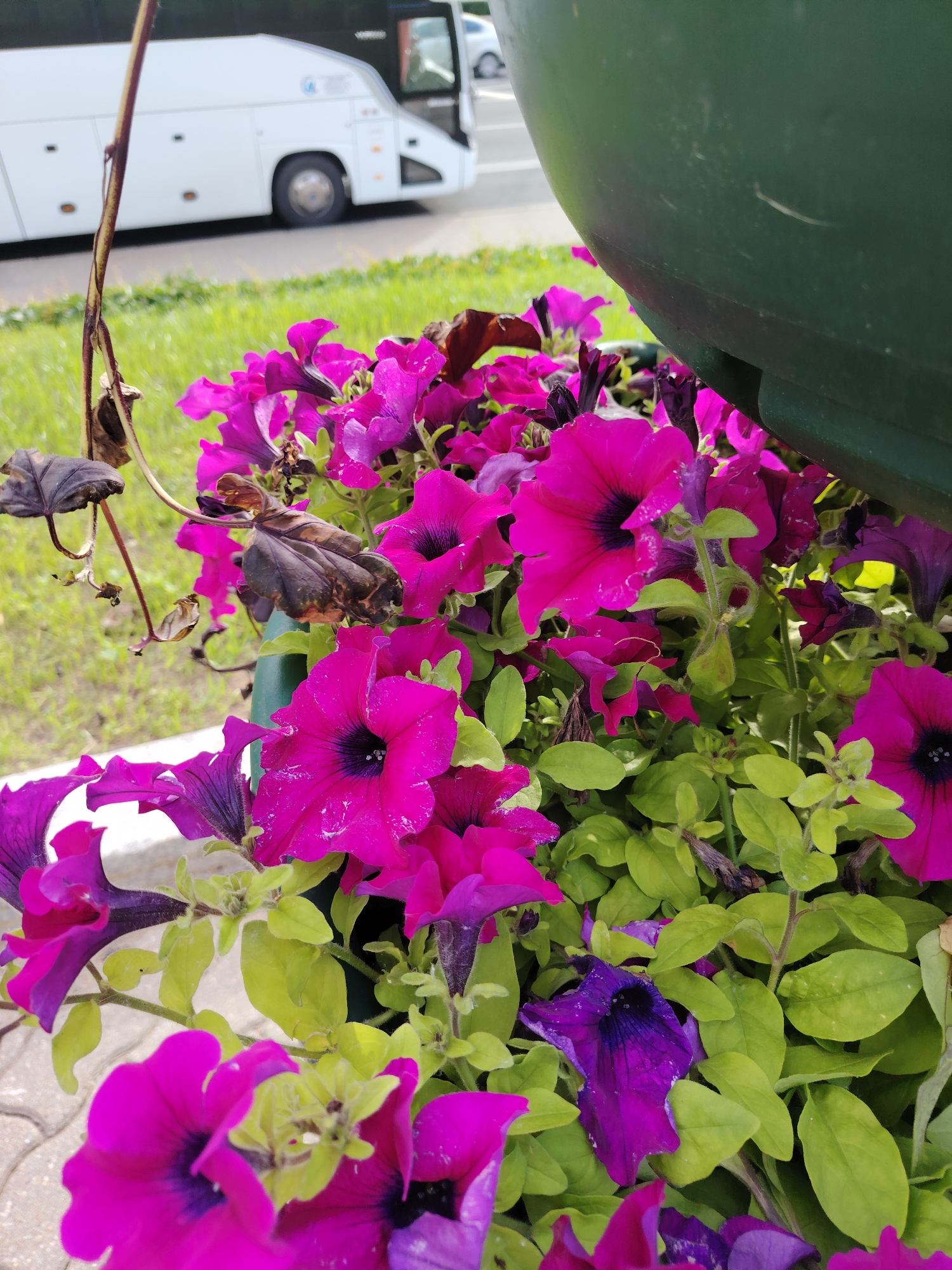 The image presents a close-up view of a planter filled with pink and purple petunias, located in the city of Minsk, Belarus. In the foreground, numerous vibrant fuchsia and deep violet petunia flowers are visible, many featuring a darker, almost black, central throat. The flowers are interspersed with bright green leaves, though some foliage towards the left and center exhibits brown, desiccated decay. A thin, leafless stem with a few shriveled, dark leaves extends from the lower left, curving upwards. A segment of a dark green, rounded planter is visible along the right edge and top right corner. The ground immediately beneath the planter on the bottom left consists of light-colored paving stones.
The background is out of focus, revealing a large white passenger bus with dark tinted windows, positioned on an asphalt road. A strip of green grass lies between the road and the foreground elements. No individuals are present in the scene. The overall lighting suggests natural daylight conditions.