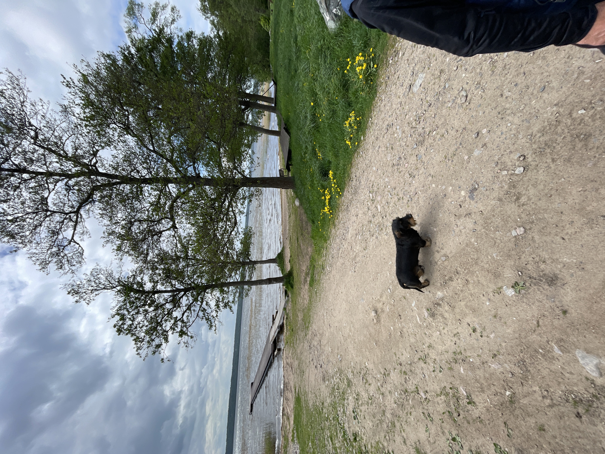 The image shows a waterfront scene in Solov'evka, Russia. A small, black and tan dog stands on a gravel path. To the left, trees line the shore of a body of water, with a dock extending into the water. A grassy bank with yellow flowers rises to the right of the path. Overcast skies are visible. The legs of a person are partially visible in the upper right corner.
