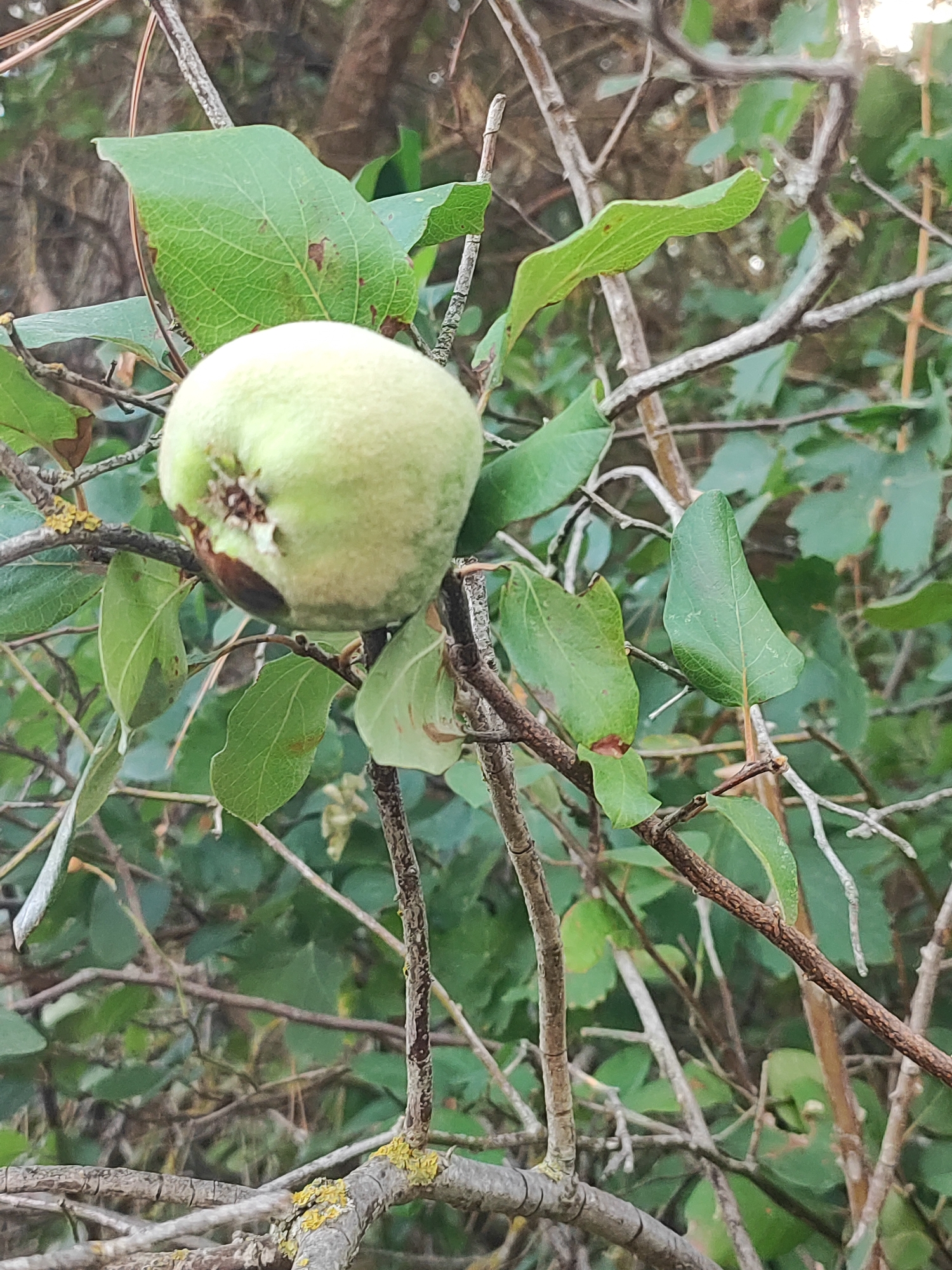 The image shows a light green quince fruit on a branch, with leaves and other branches in the background. The quince appears to be unripe and has some brown discoloration on its surface. The background is a blur of green foliage and brown branches, suggesting an outdoor natural setting. The image was captured in Traspinedo, Spain.