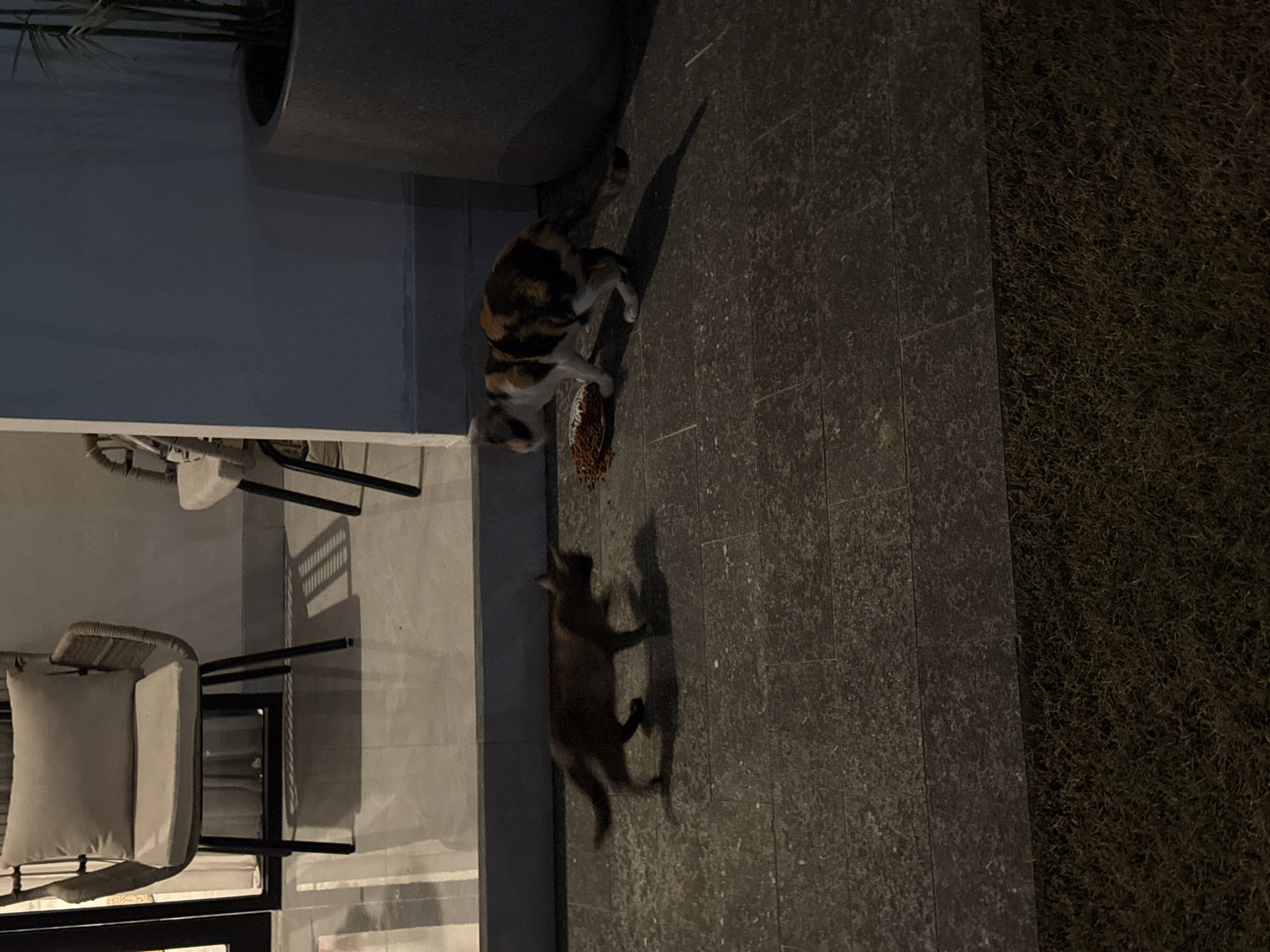 Two cats are present on a paved area near a patch of grass, possibly in North Kuta, Indonesia. One cat is tricolored and is eating from a bowl. The other cat is brown and appears to be approaching the bowl. A chair and a table are nearby. A potted plant is in the upper left corner of the image.