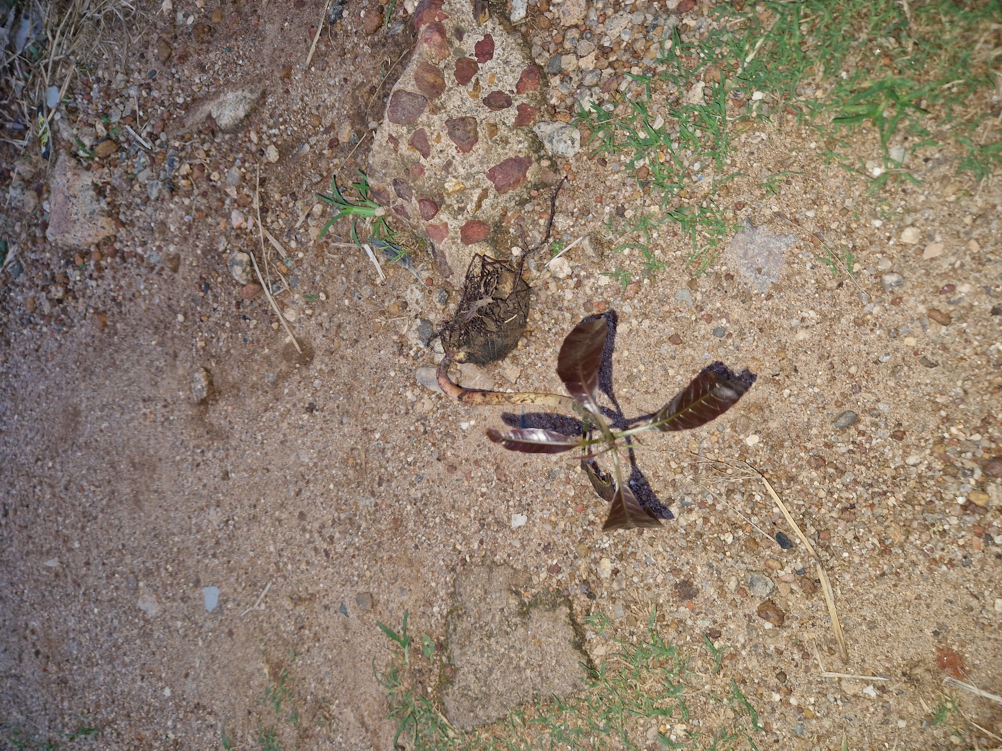 An overhead shot shows a small plant with dark reddish-brown leaves and a thin, brown stem lying on a sandy, gravelly surface. The plant is in the center of the frame, with its roots exposed. To the left of the plant, a concrete slab is visible, with blades of green grass growing around it. In the upper right quadrant of the image, a section of a concrete structure is visible, studded with small, reddish-brown pebbles. The surface is dry and appears to be an outdoor setting.
