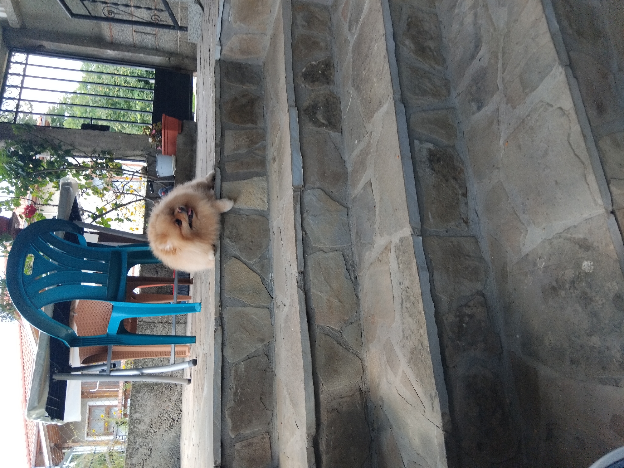 A Pomeranian dog is lying on a stone step on a patio in Apriltsi, Bulgaria. The dog is light brown and fluffy with its tongue slightly out. Behind the dog, a blue plastic chair and a table are visible. The table has a grey tarp covering it. Further back, a black metal gate and a house with a red tile roof can be seen. The steps are made of rough, flat stones.