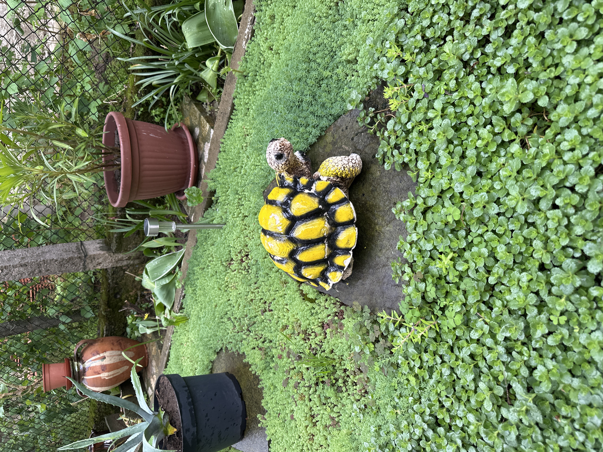 The image depicts a garden setting. A yellow and black ceramic turtle figurine sits on a stone slab surrounded by dense green ground cover. Adjacent to the turtle are potted plants, including a brown pot with leafy green plants, a black pot with an agave plant, and a decorative vase. In the background, there's a chain-link fence with vegetation growing behind it. A solar light fixture is also visible.
Given that the request included "Montana, Bulgaria" as a city, it can be inferred that the image likely represents a garden scene in or inspired by the environment of Montana, Bulgaria. The scene shows no people, actions, or interactions, only static objects in the garden environment.