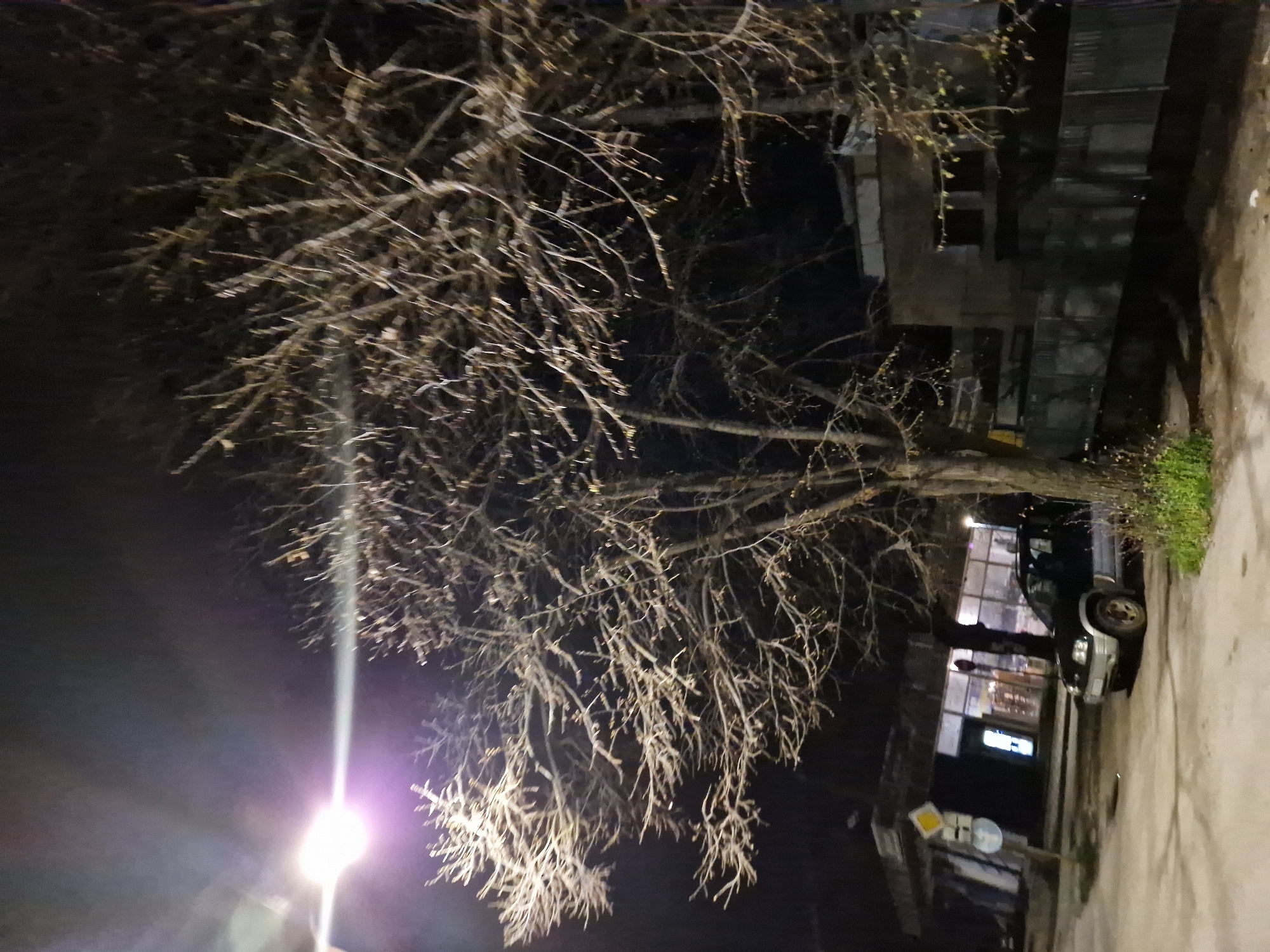 The image depicts a night scene on a street in Lovech, Bulgaria. A bare tree with numerous branches dominates the left side of the frame, illuminated by a streetlight. In the background, a building with multiple windows is visible. A parked car is situated adjacent to the tree on the right side of the frame, near the edge of the sidewalk. Street signs are visible near the bottom of the image.